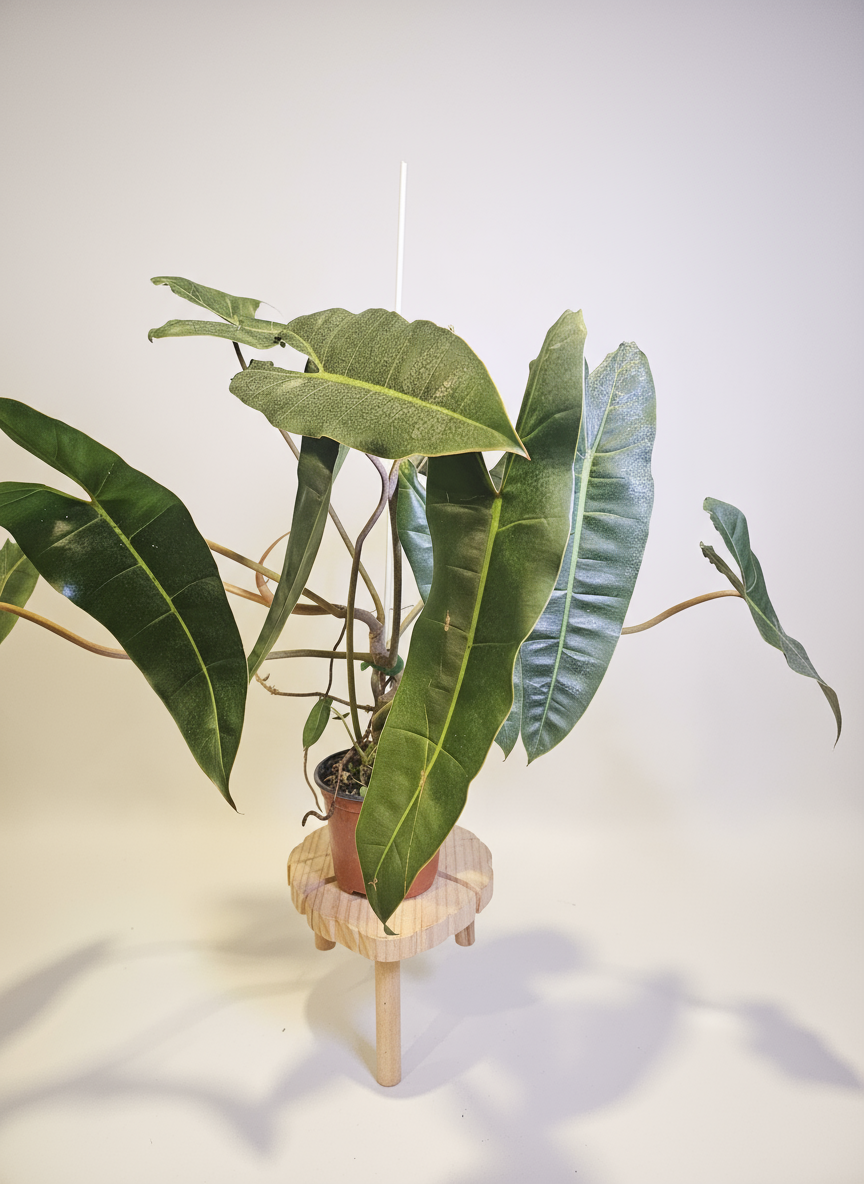 philodendron billietiae light requirements 6" Philodendron Billietiae – Plant Tranquility
