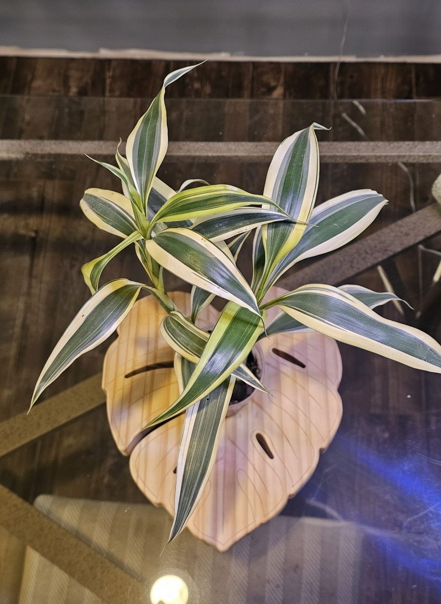 Plant without ring light