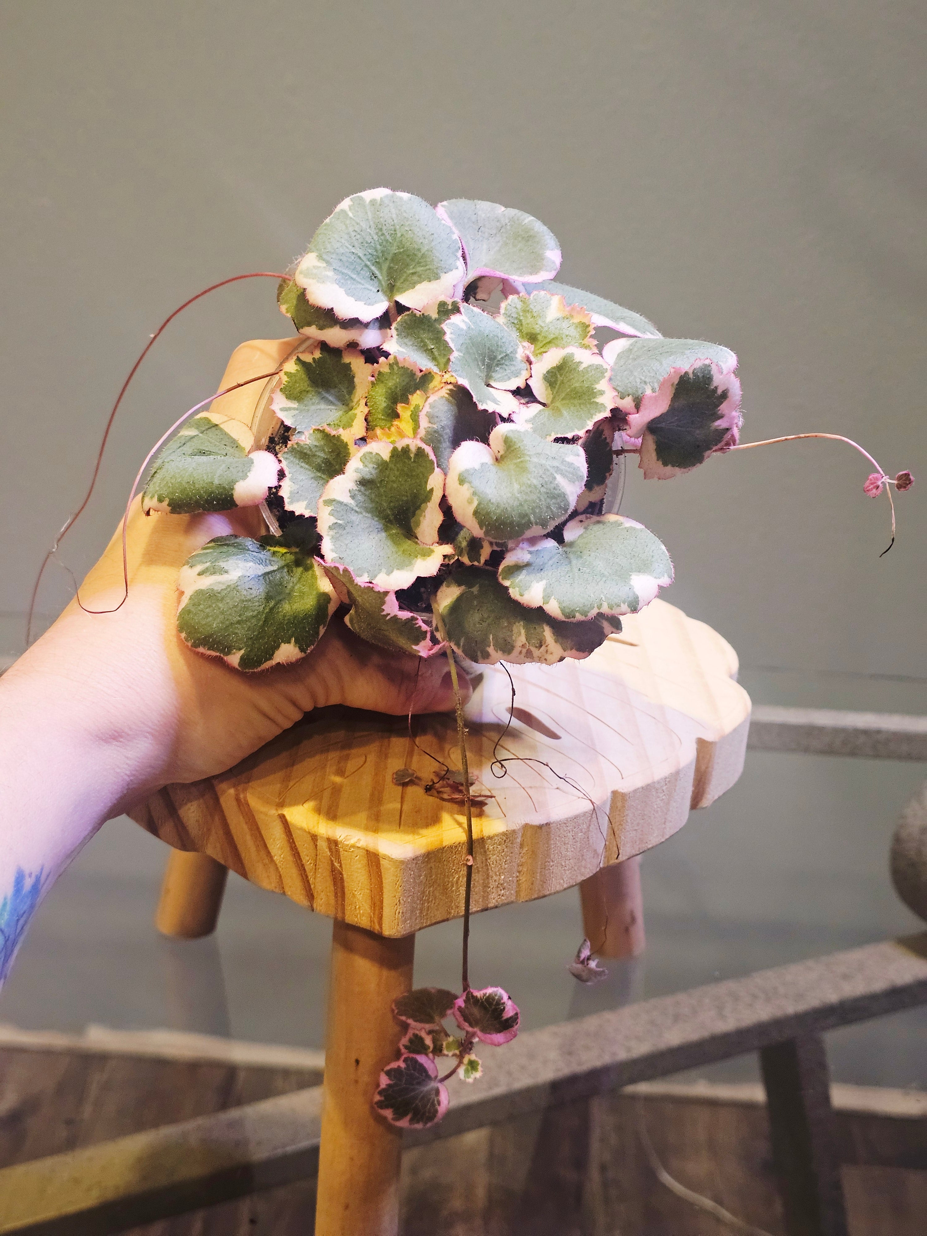 Variegated Strawberry Begonia (Saxifraga stolonifera 'Tricolor')