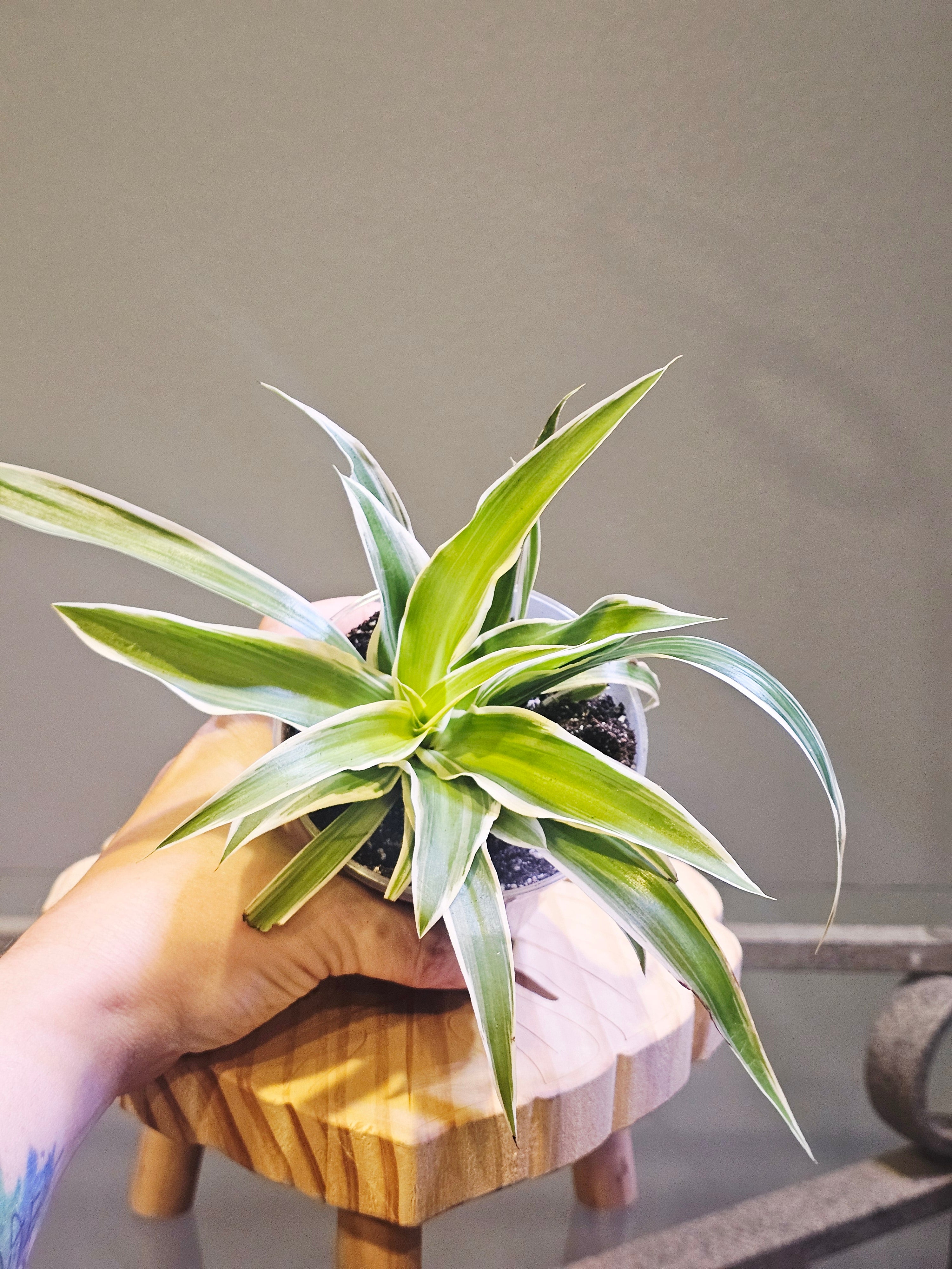 Irish Spider Plant (Chlorophytum comosum 'Variegatum')