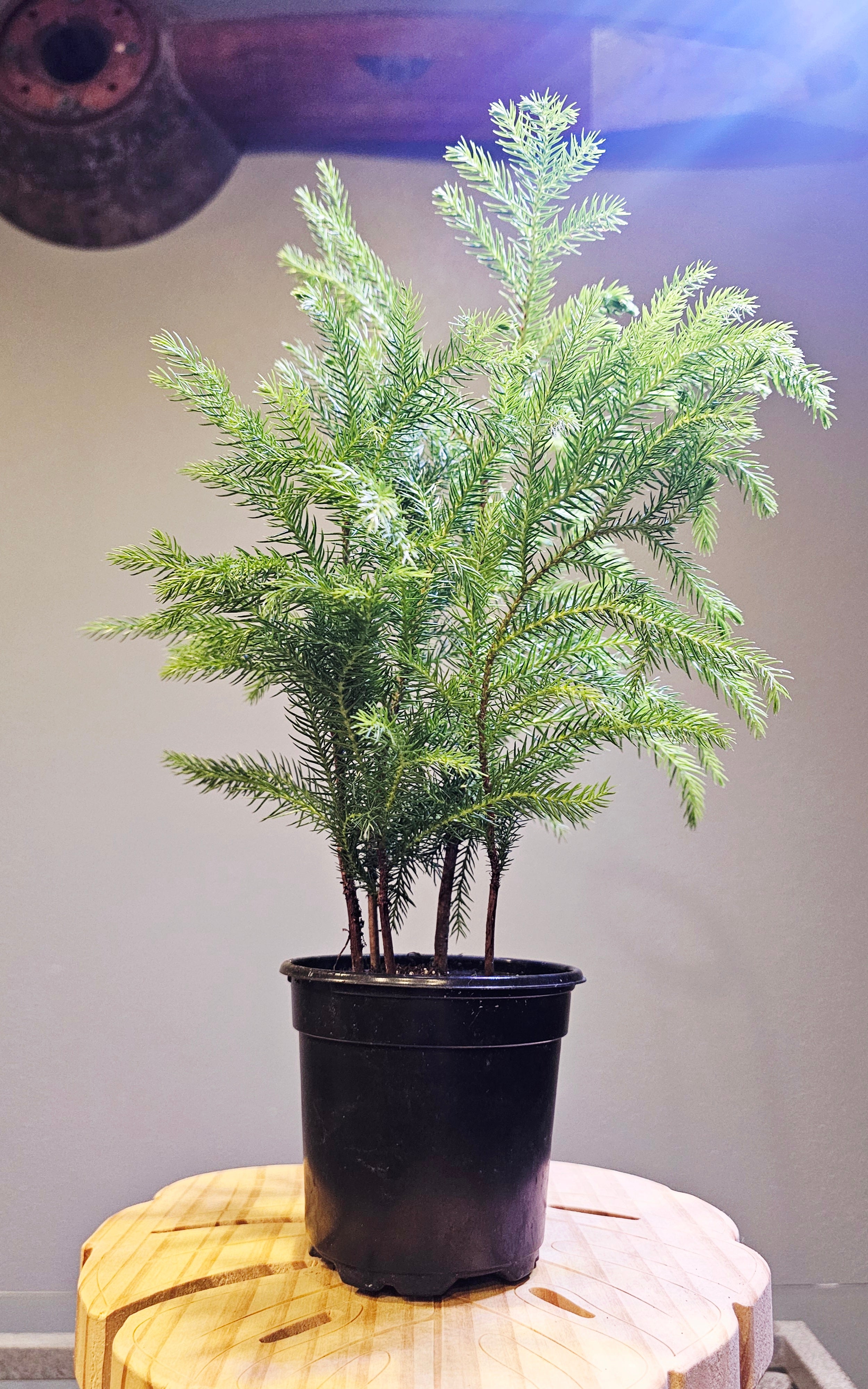 Norfolk Island Pine