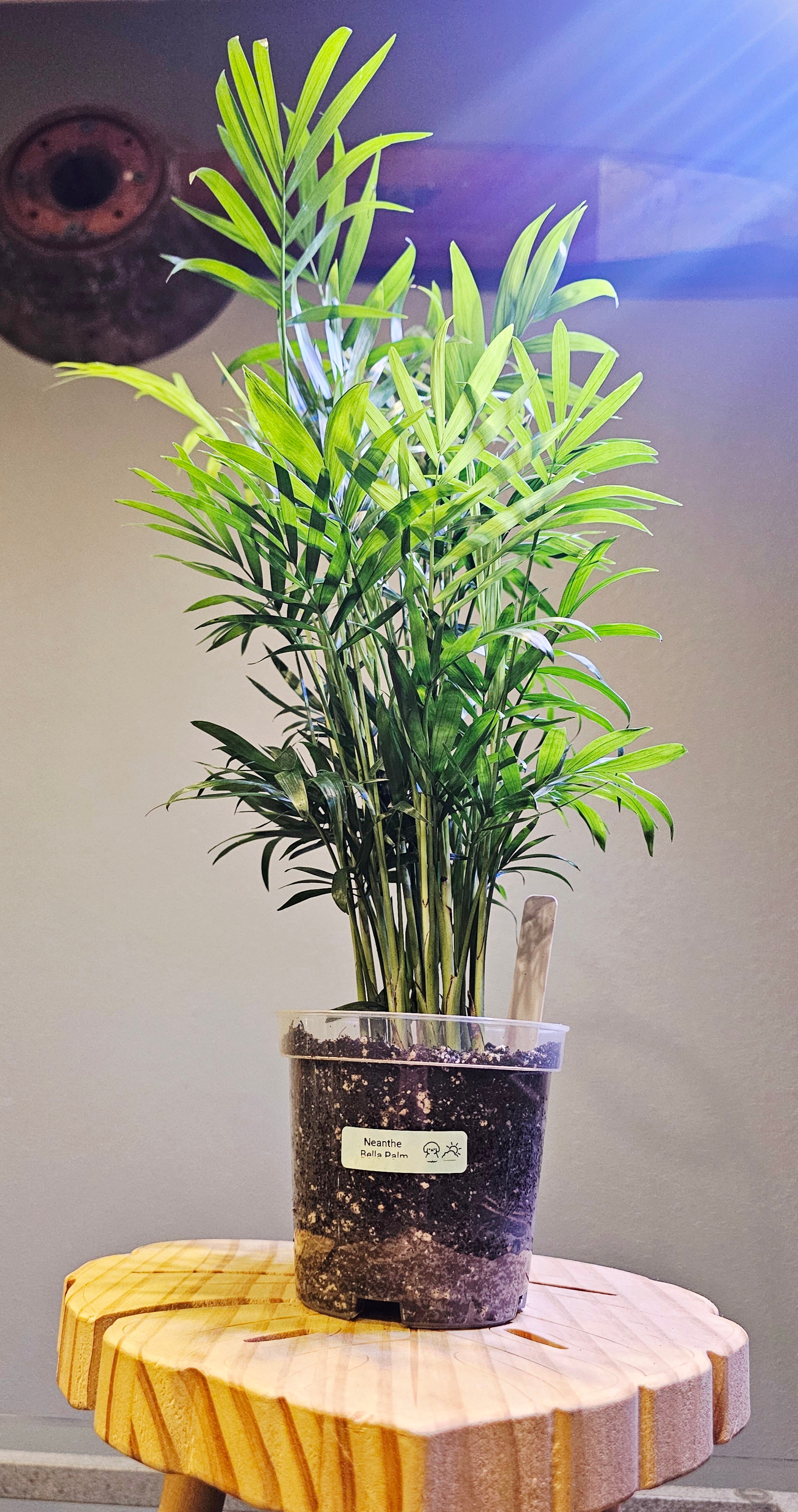 Neanthe Bella Palm