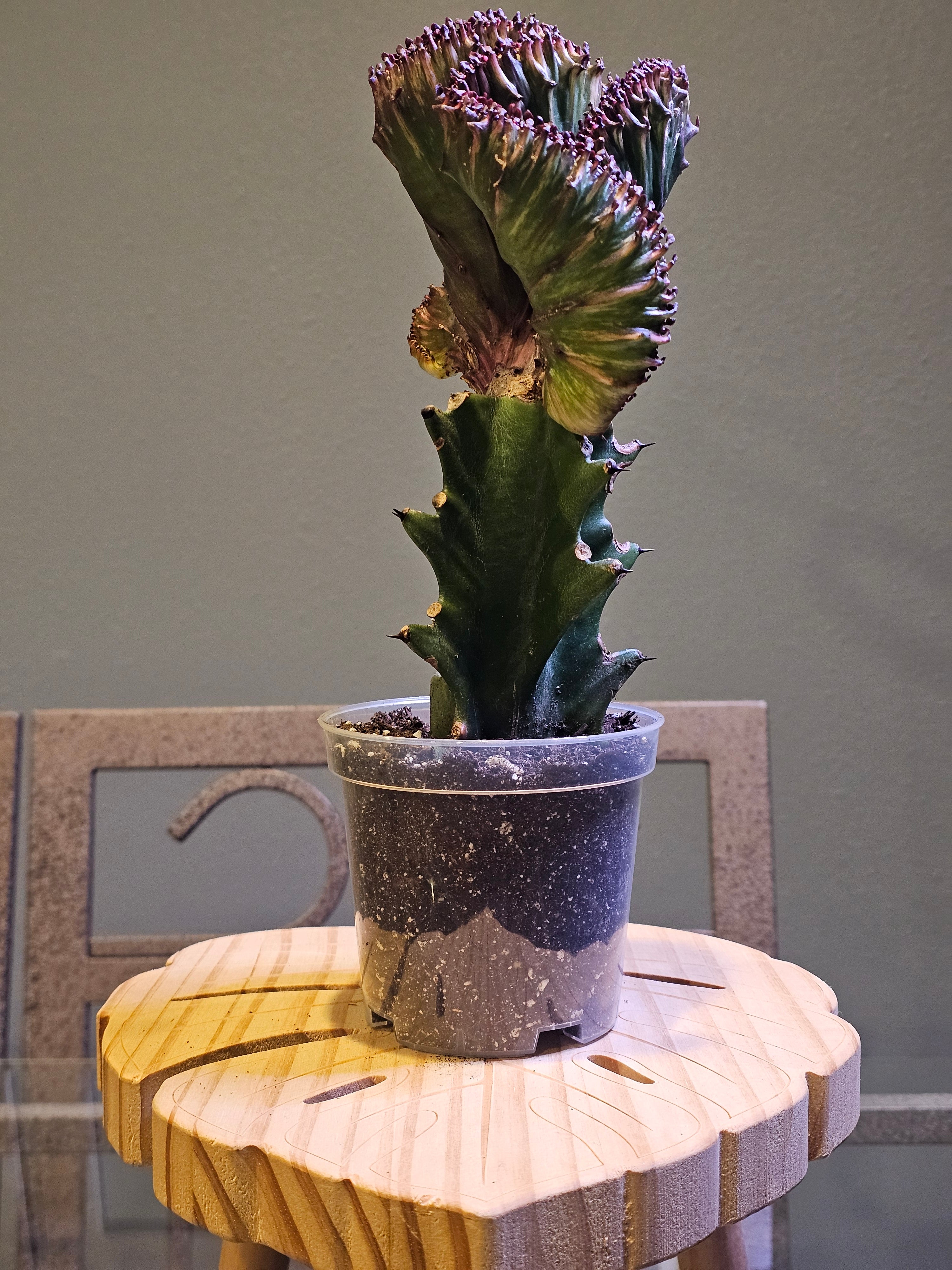 Red Mermaid Tail Cactus