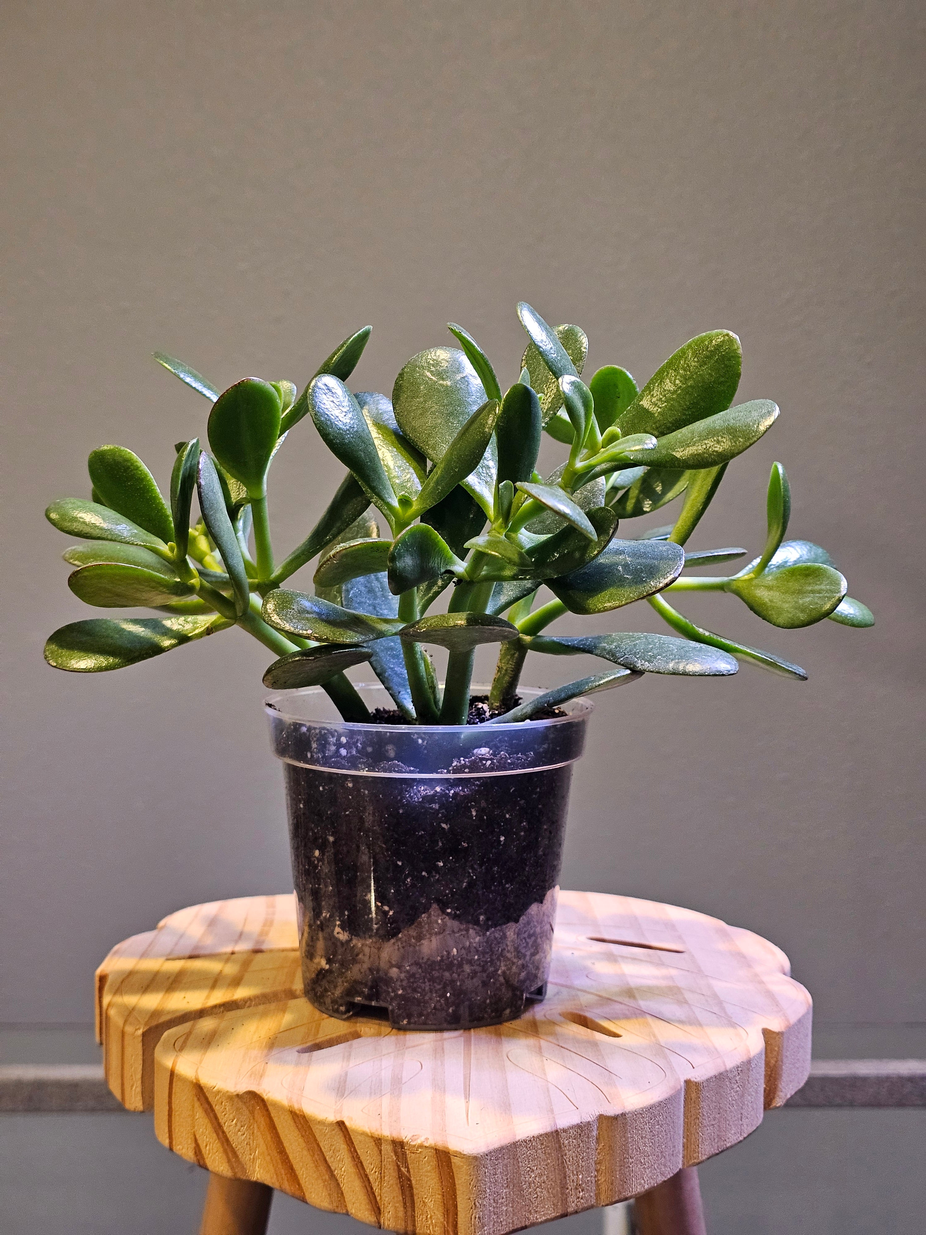 Jade Plant (Crassula ovata)