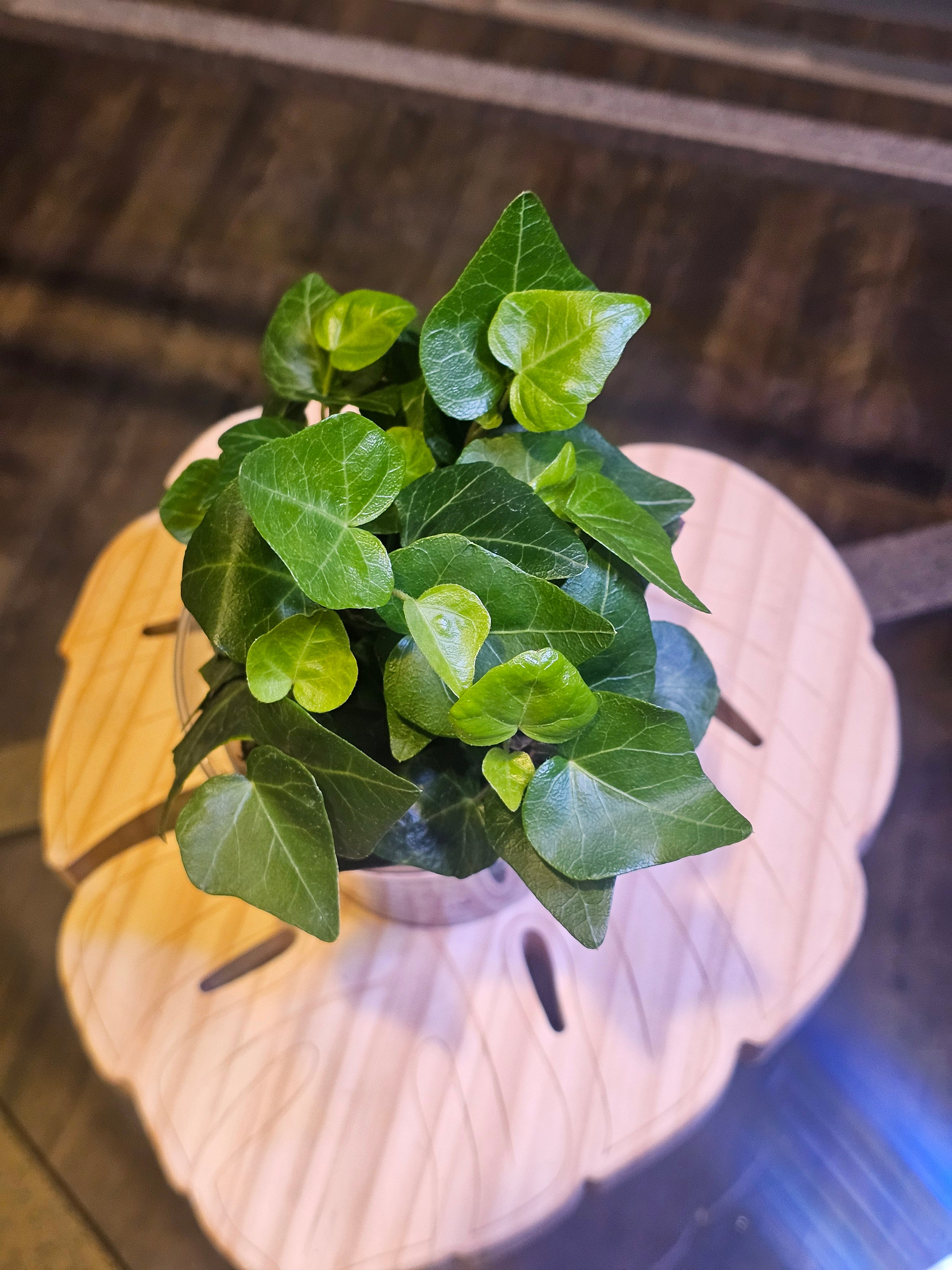 English Ivy - Hedera Helix