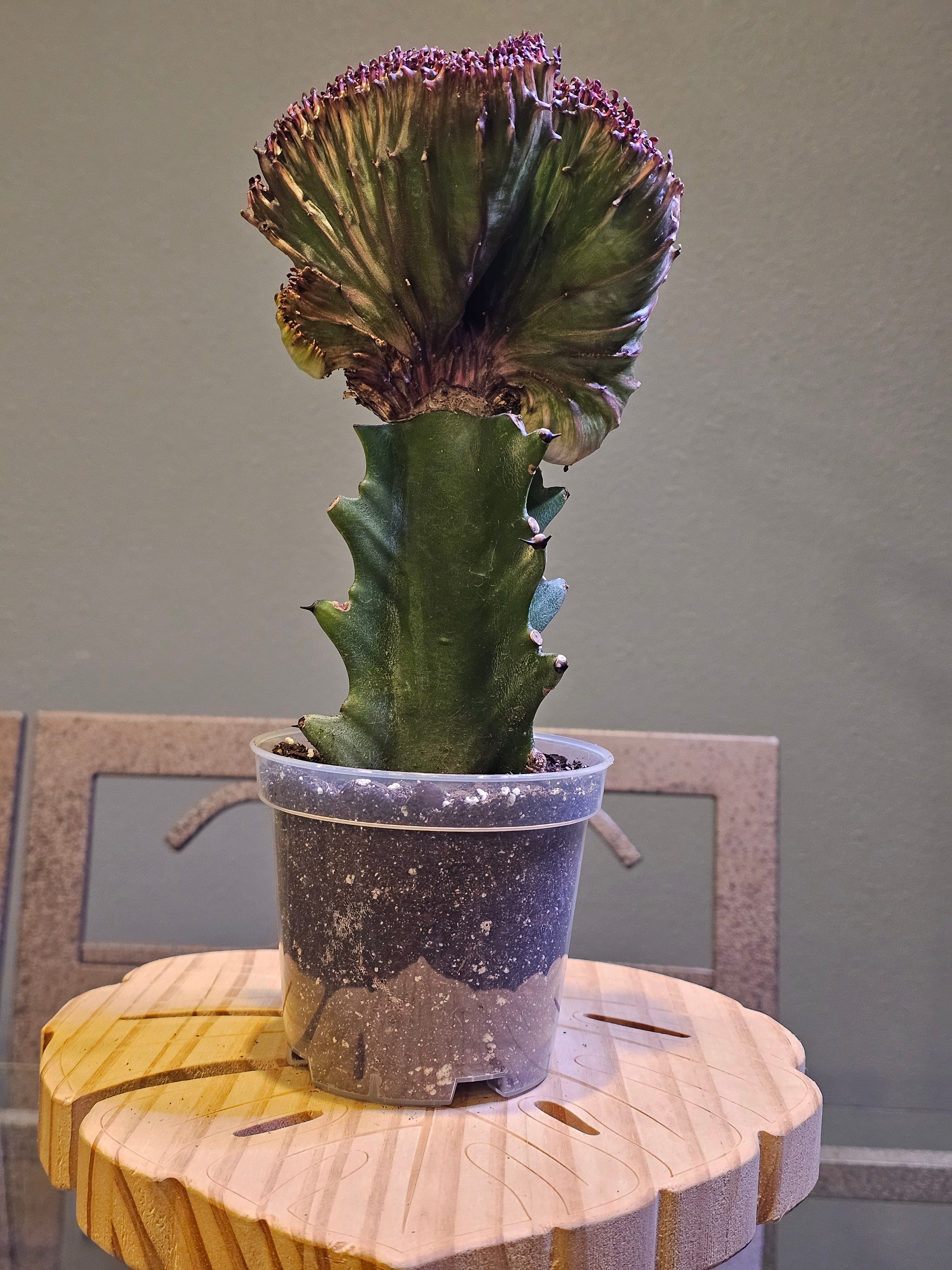 Red Mermaid Tail Cactus
