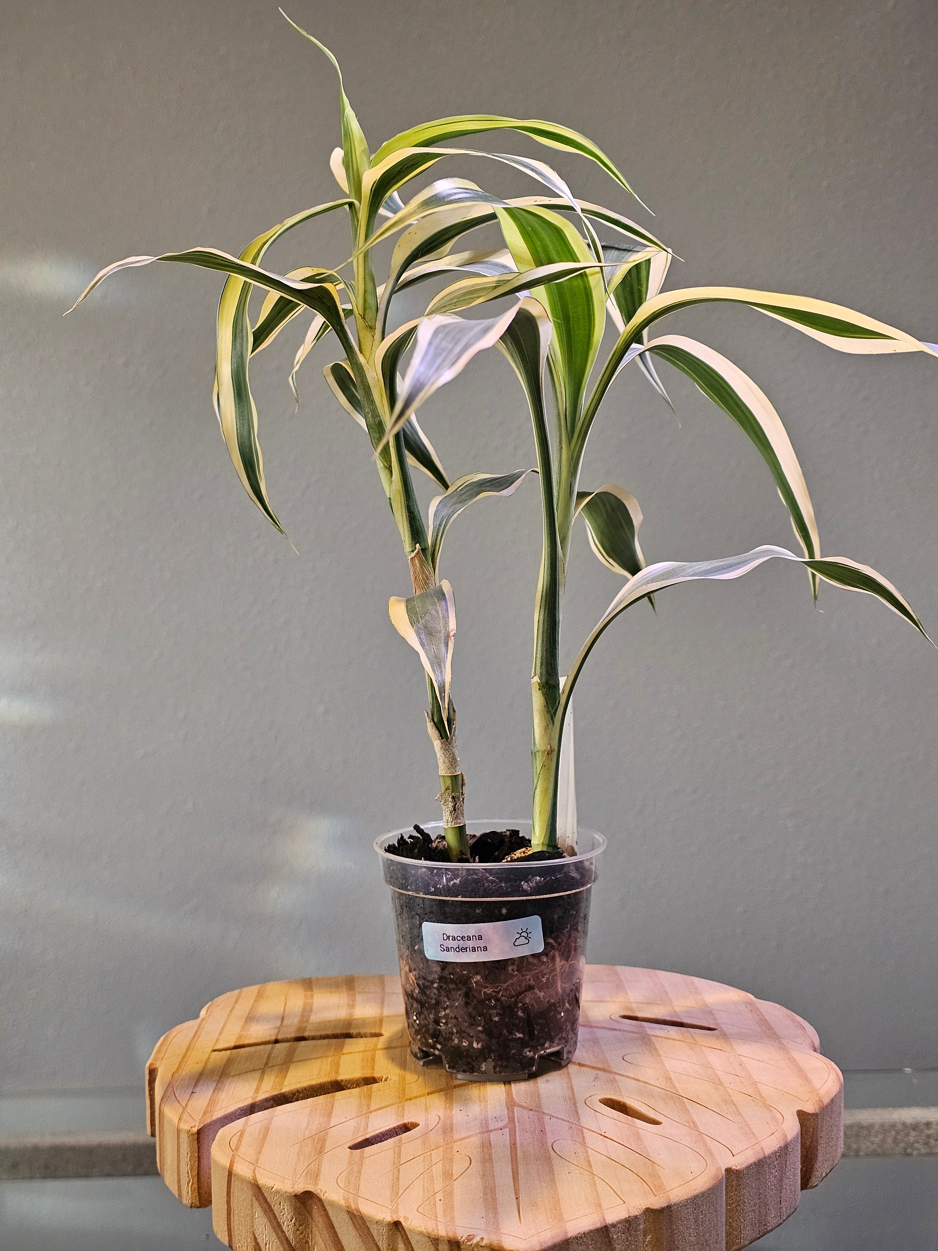 Dracaena Sanderiana - Lucky Bamboo