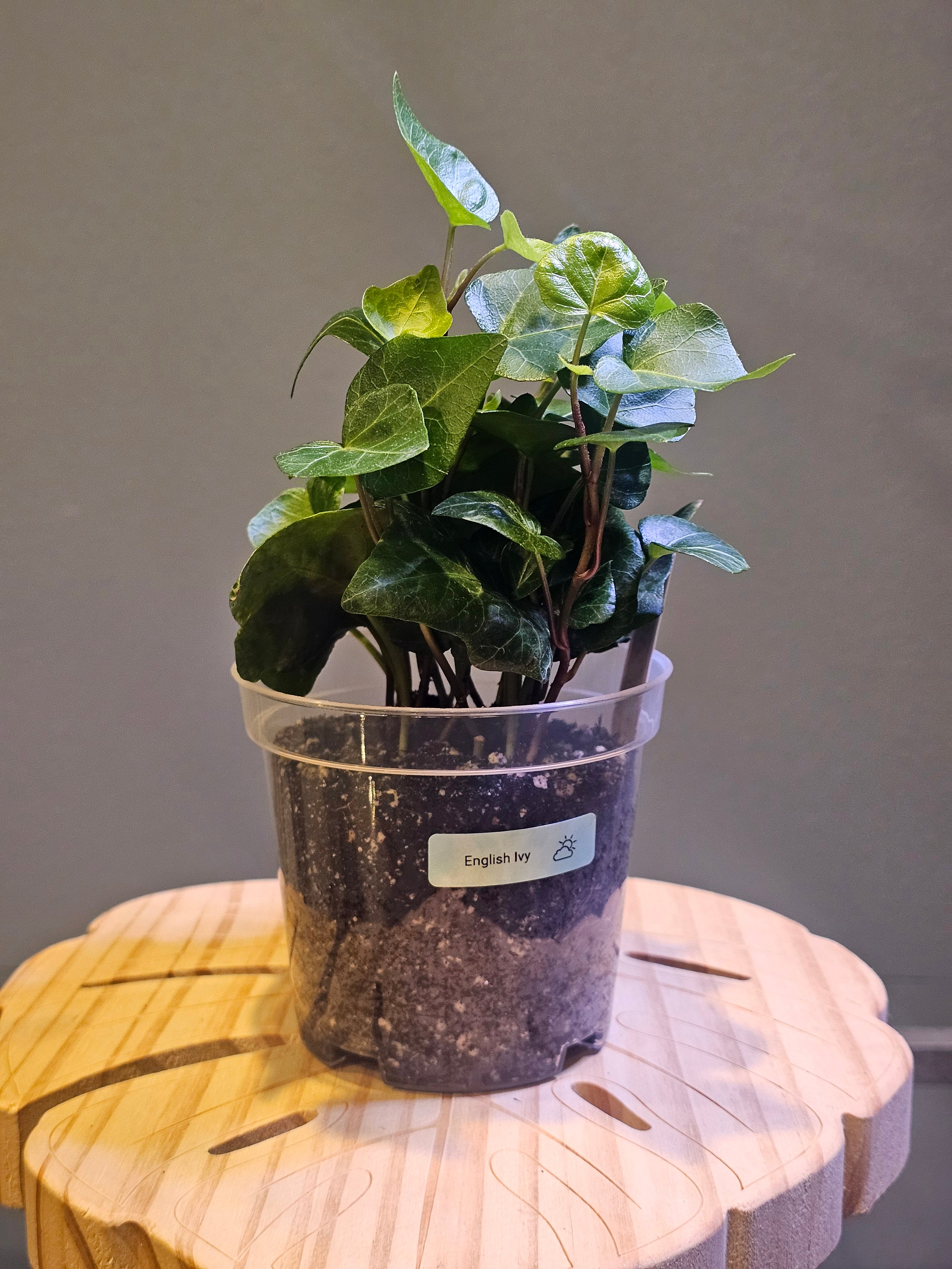 English Ivy - Hedera Helix
