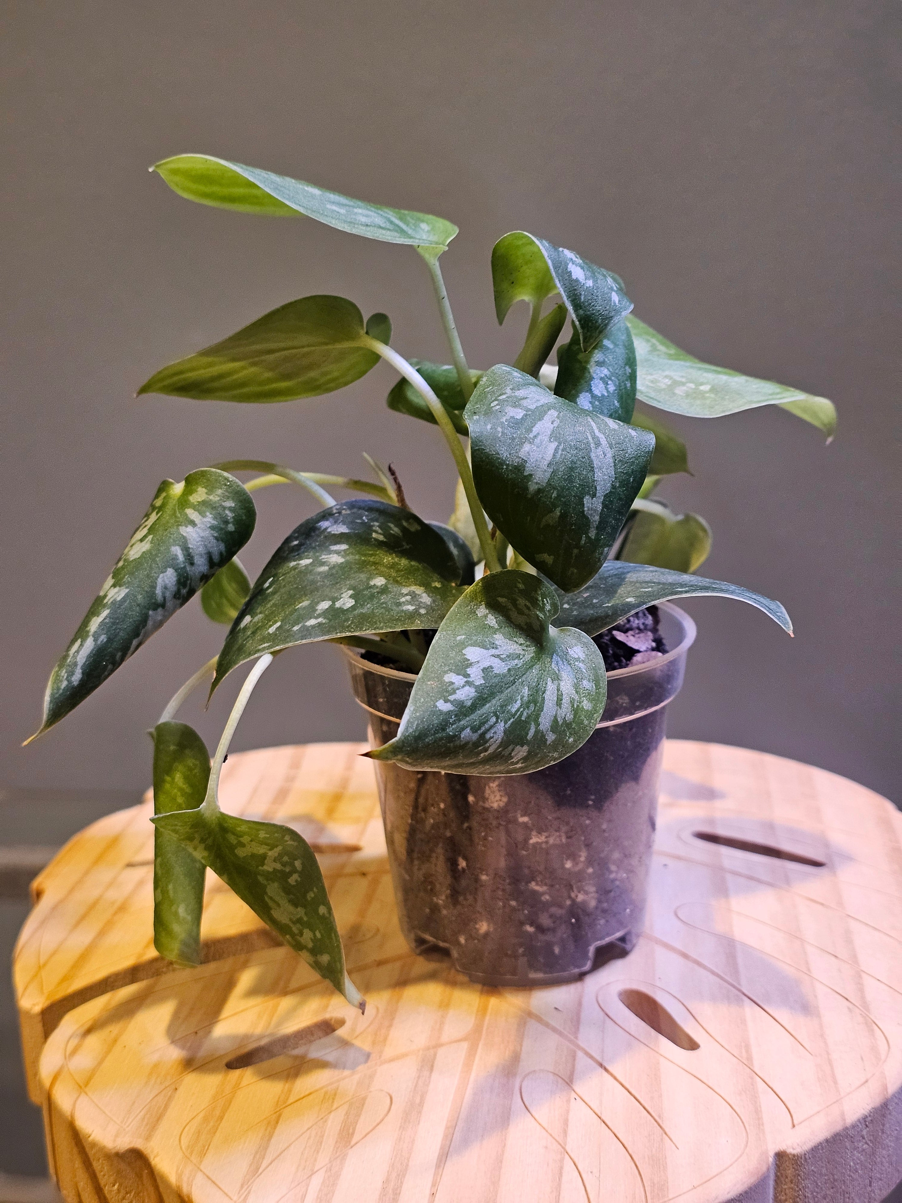 Scindapsus Pictus 'Silvery Ann'