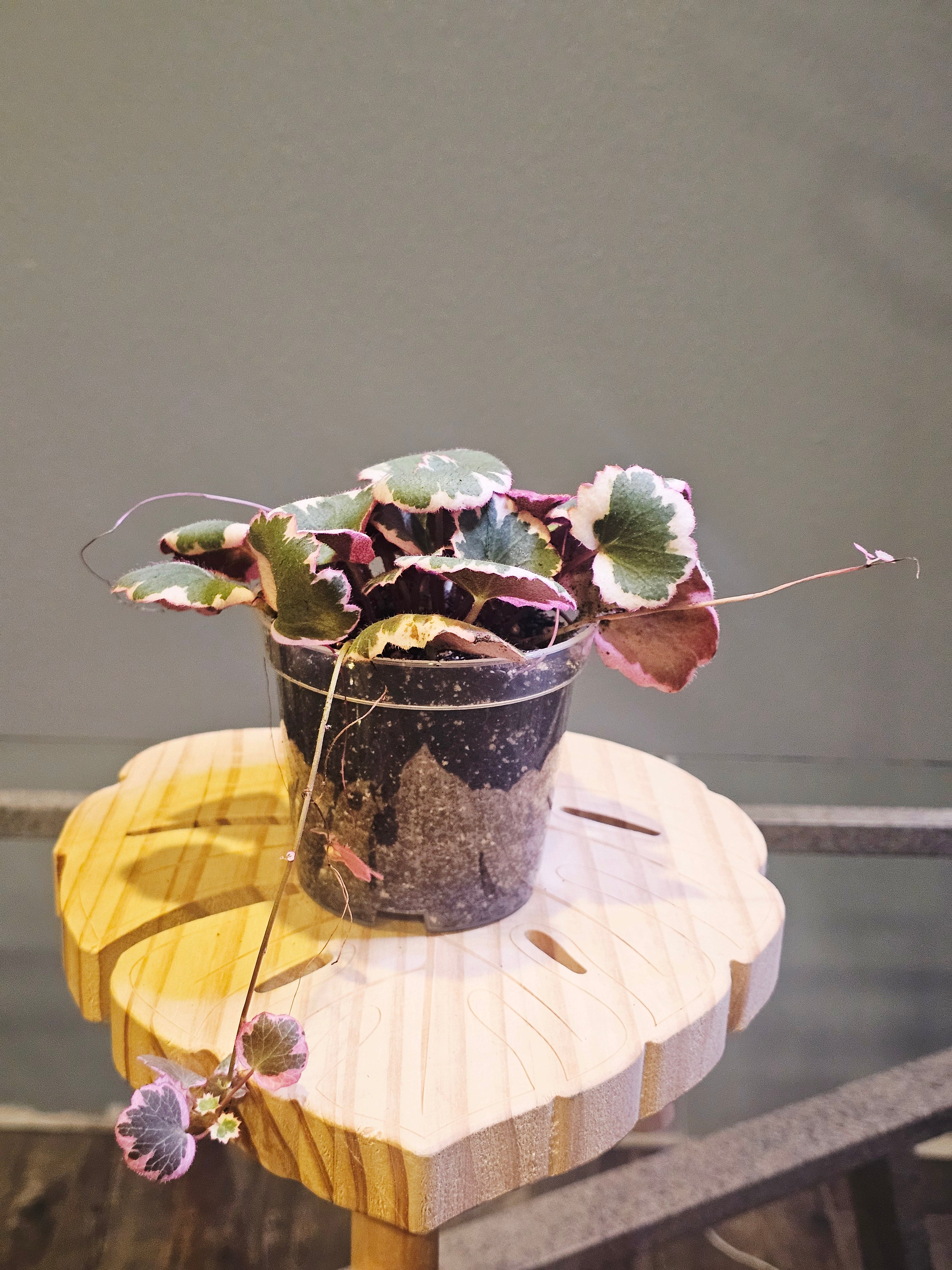 Variegated Strawberry Begonia (Saxifraga stolonifera 'Tricolor')