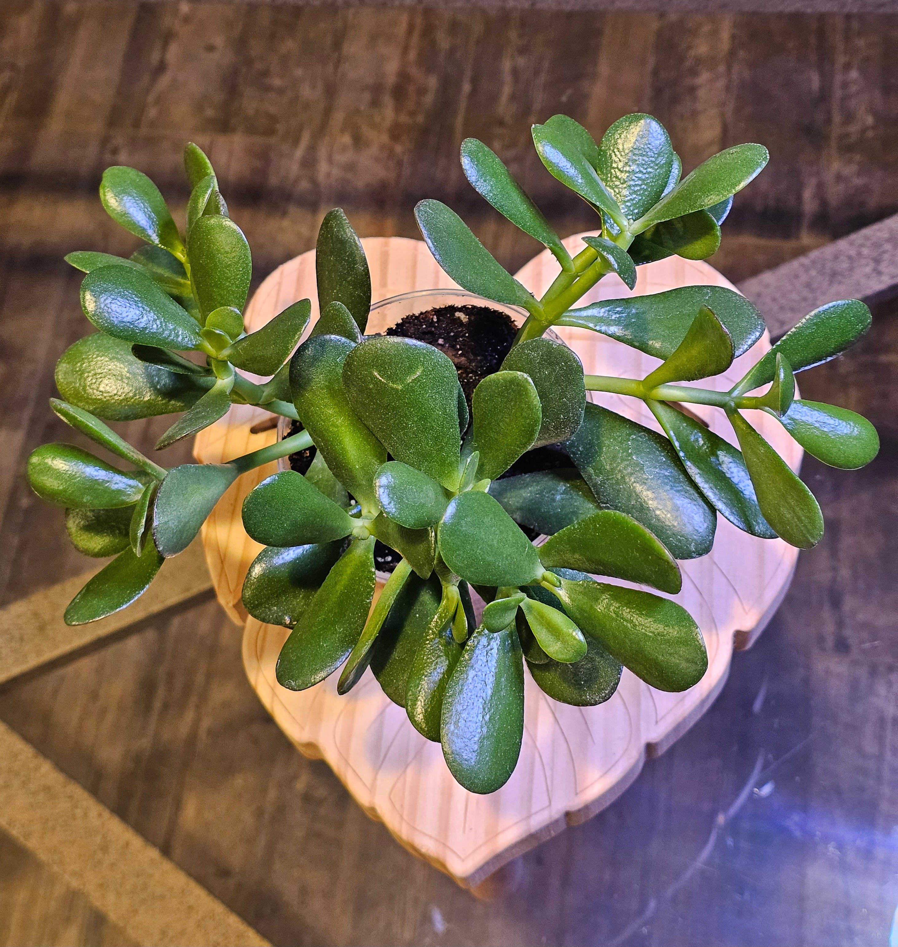 Jade Plant (Crassula ovata)