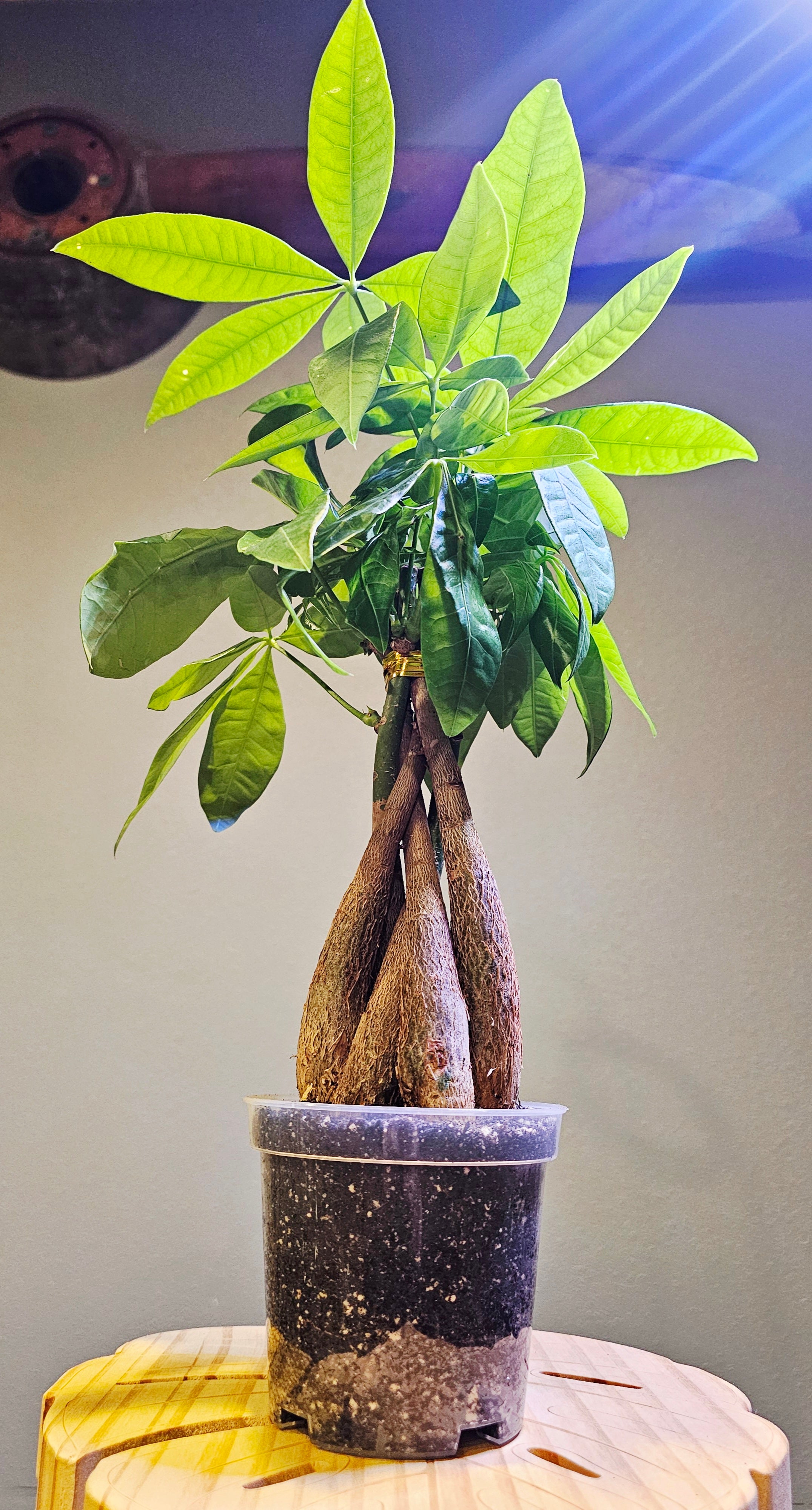Pachira Braided Money Tree