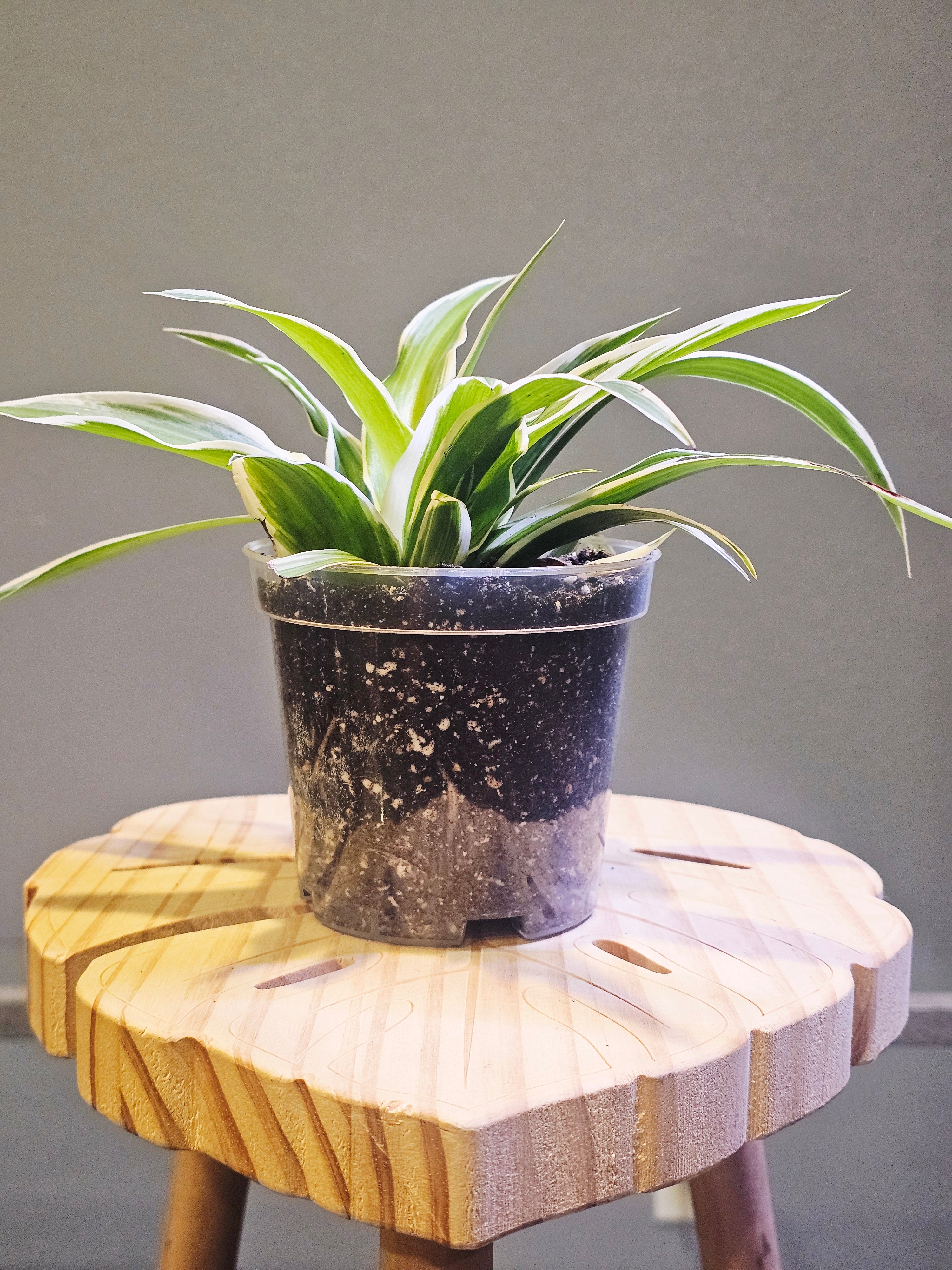 Irish Spider Plant (Chlorophytum comosum 'Variegatum')
