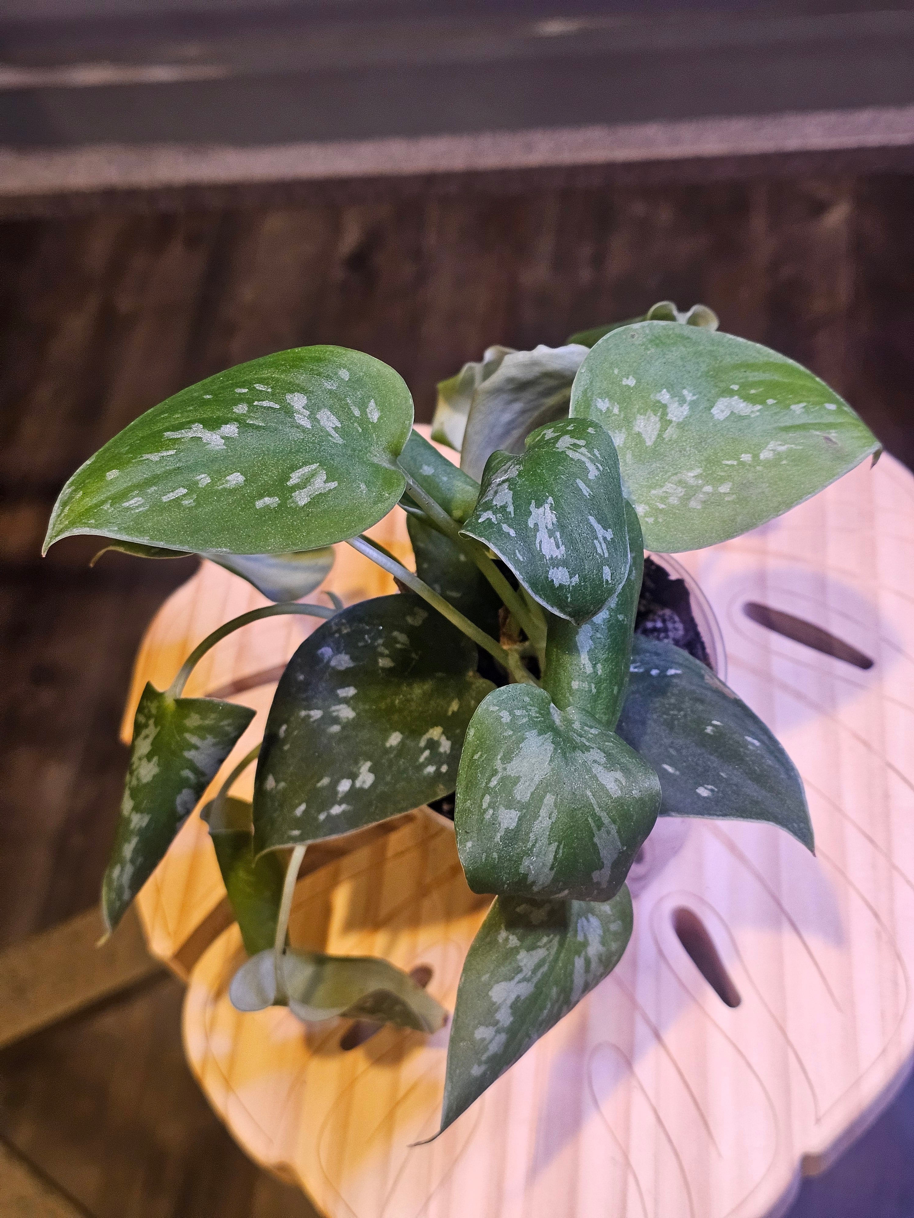Scindapsus Pictus 'Silvery Ann'