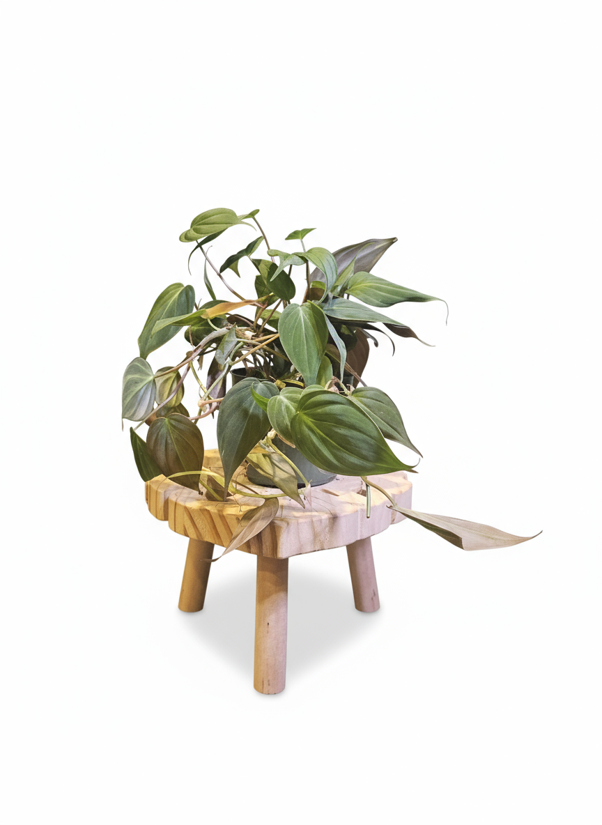 Cleaned plant photo with white background