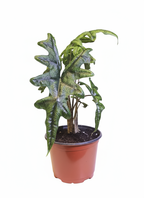 Cleaned plant photo with white background