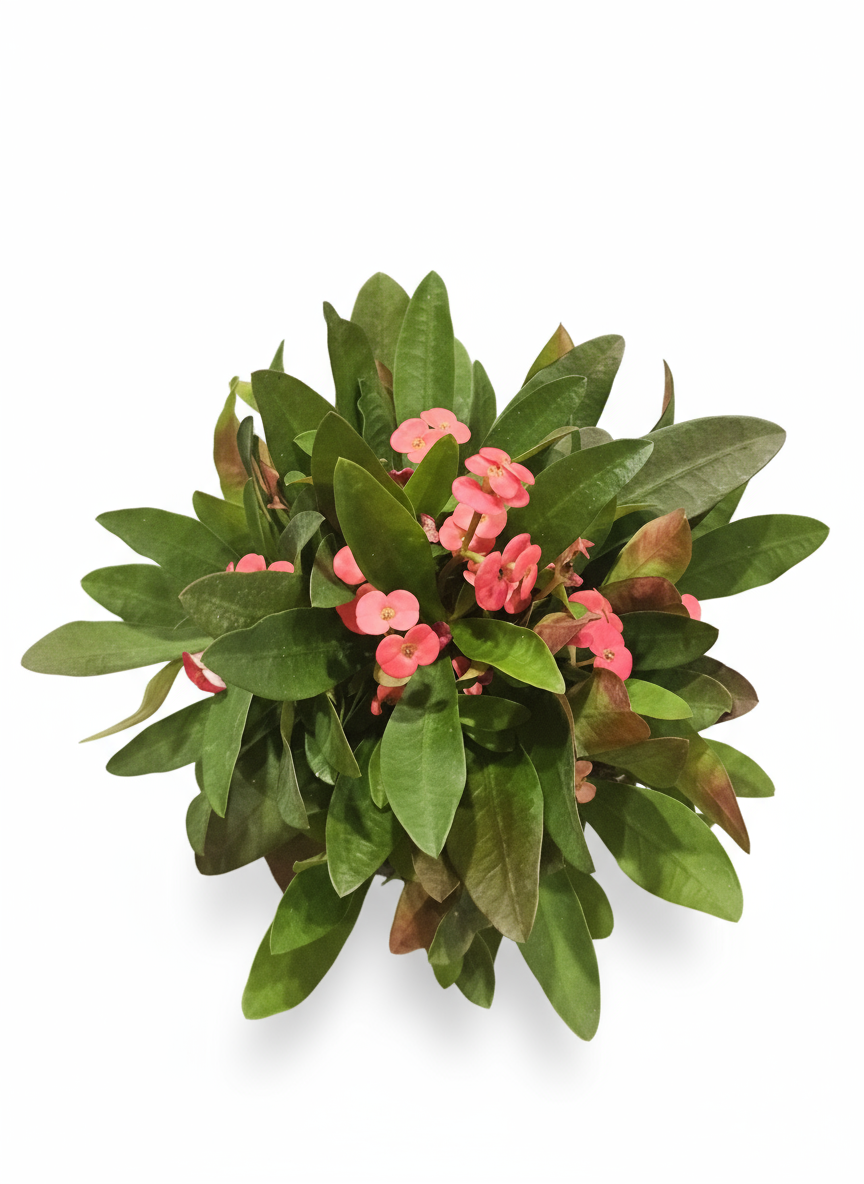 Cleaned plant photo with white background