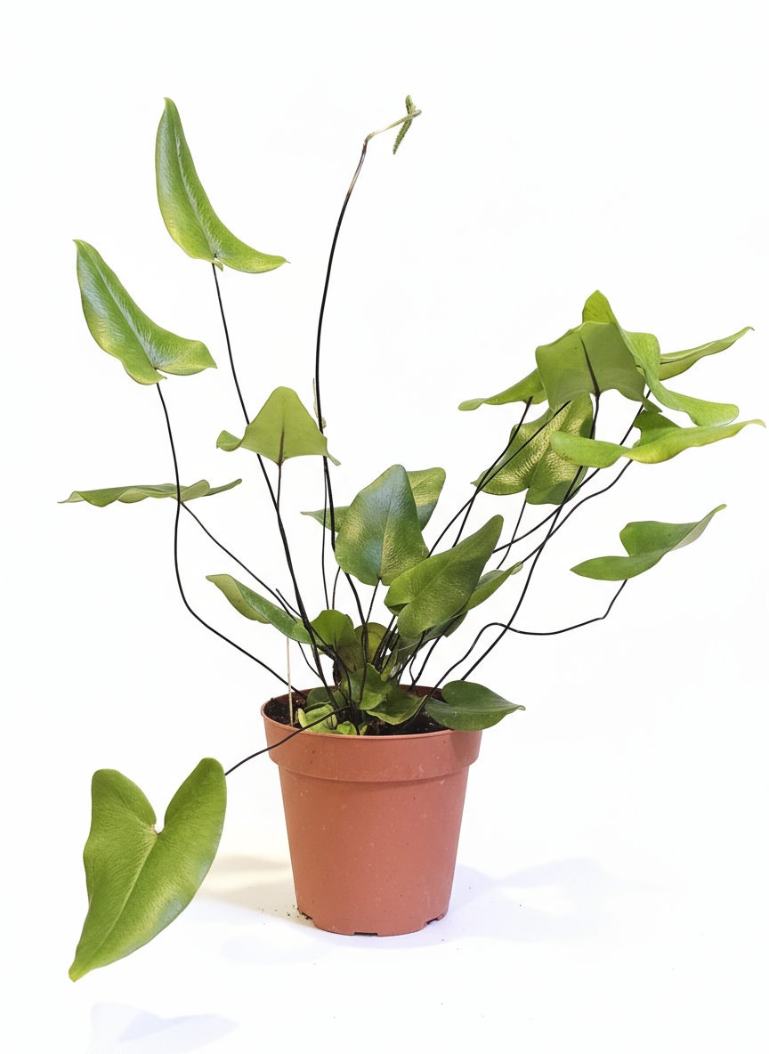 Cleaned plant photo with white background