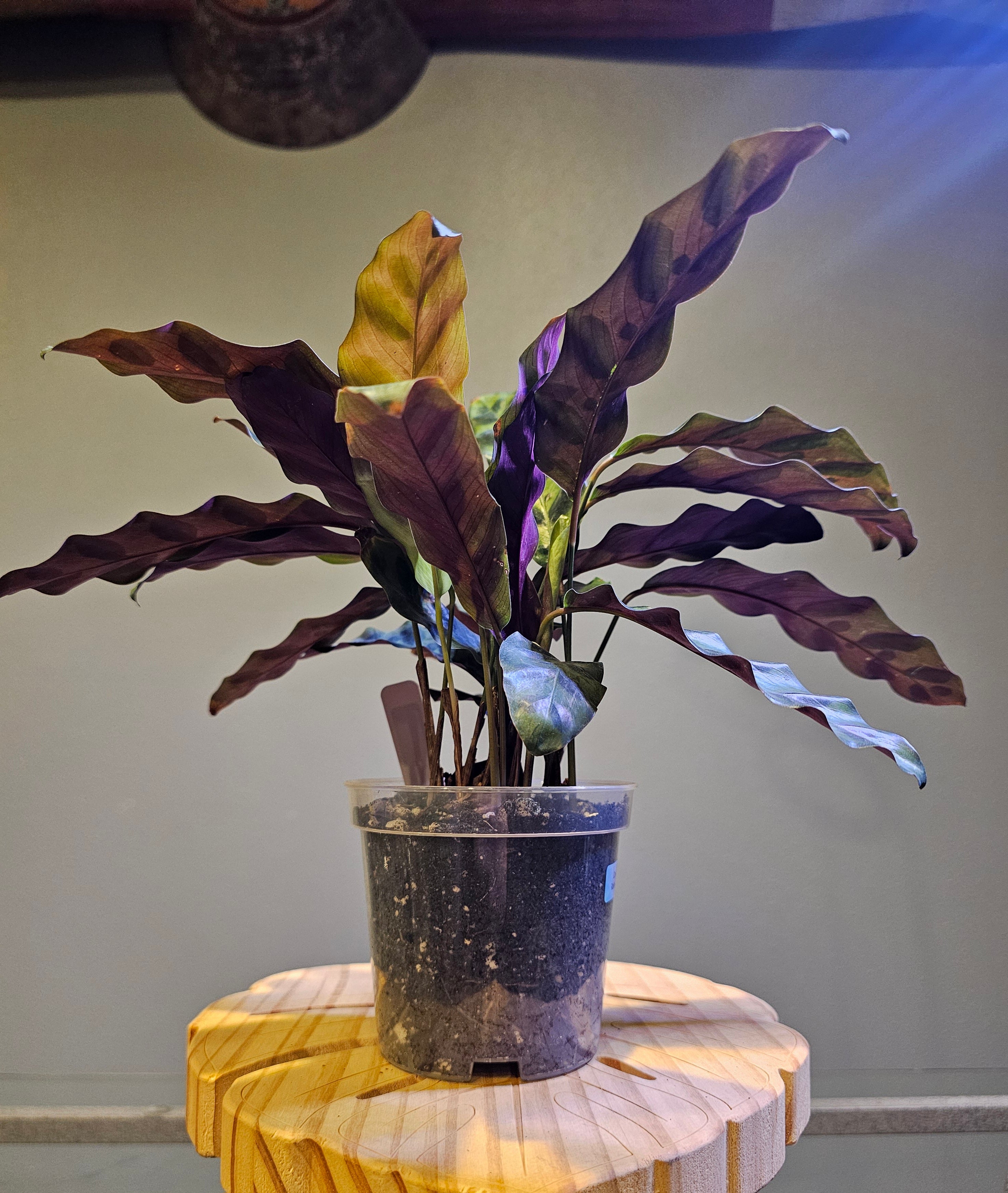 Calathea Rattlesnake