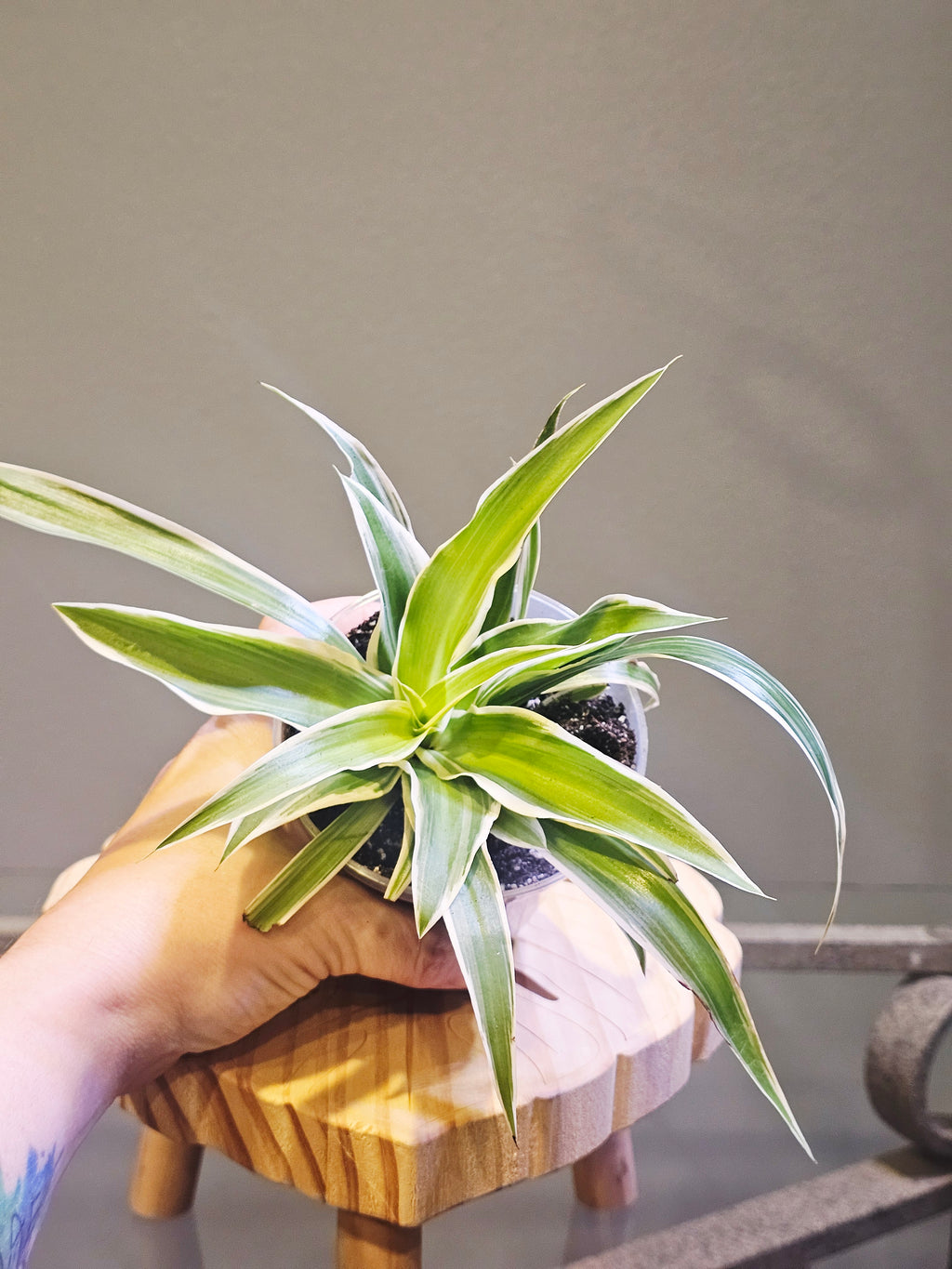 Irish Spider Plant (Chlorophytum comosum 'Variegatum')