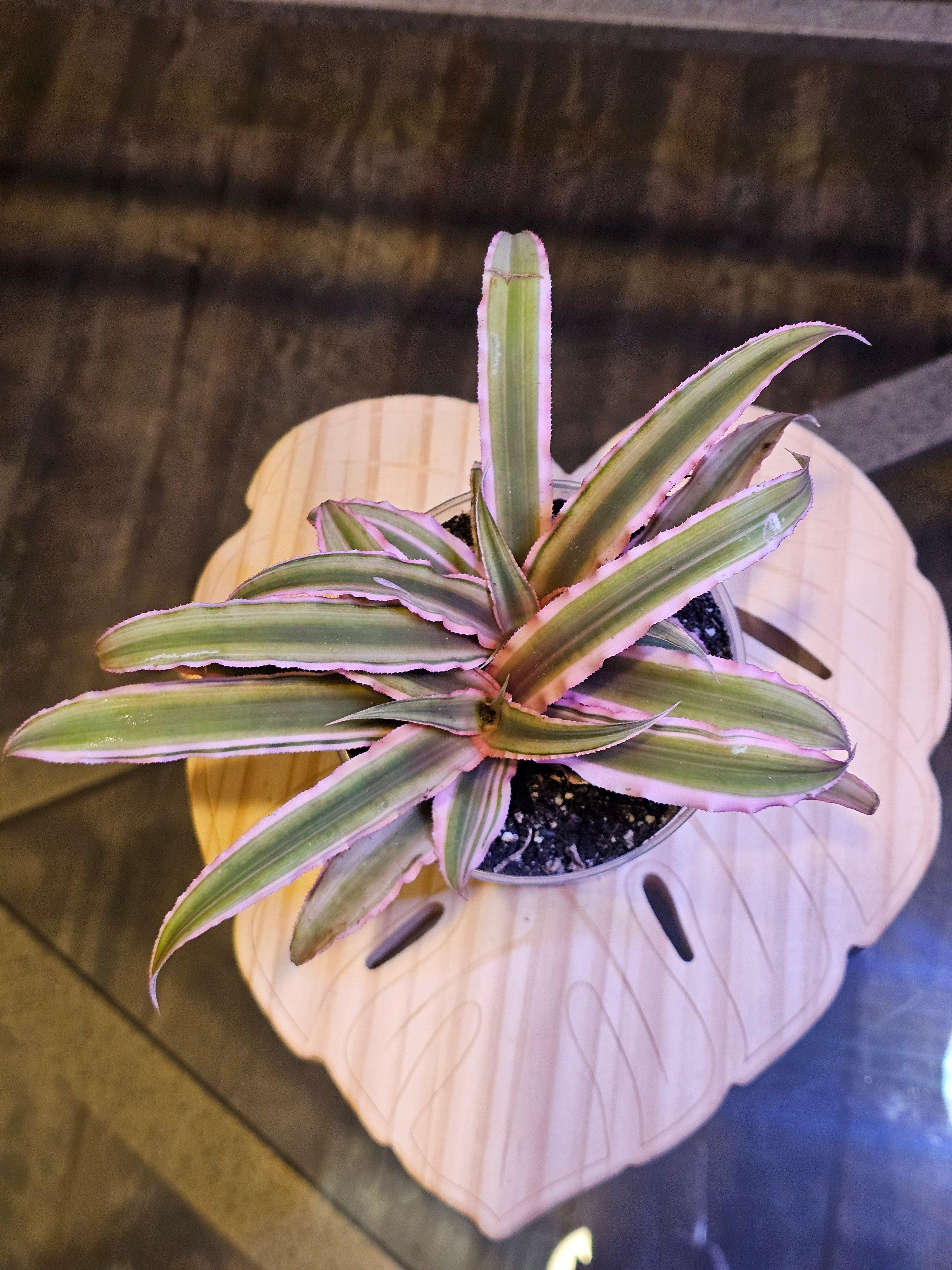 Cryptanthus Pink Earth Star