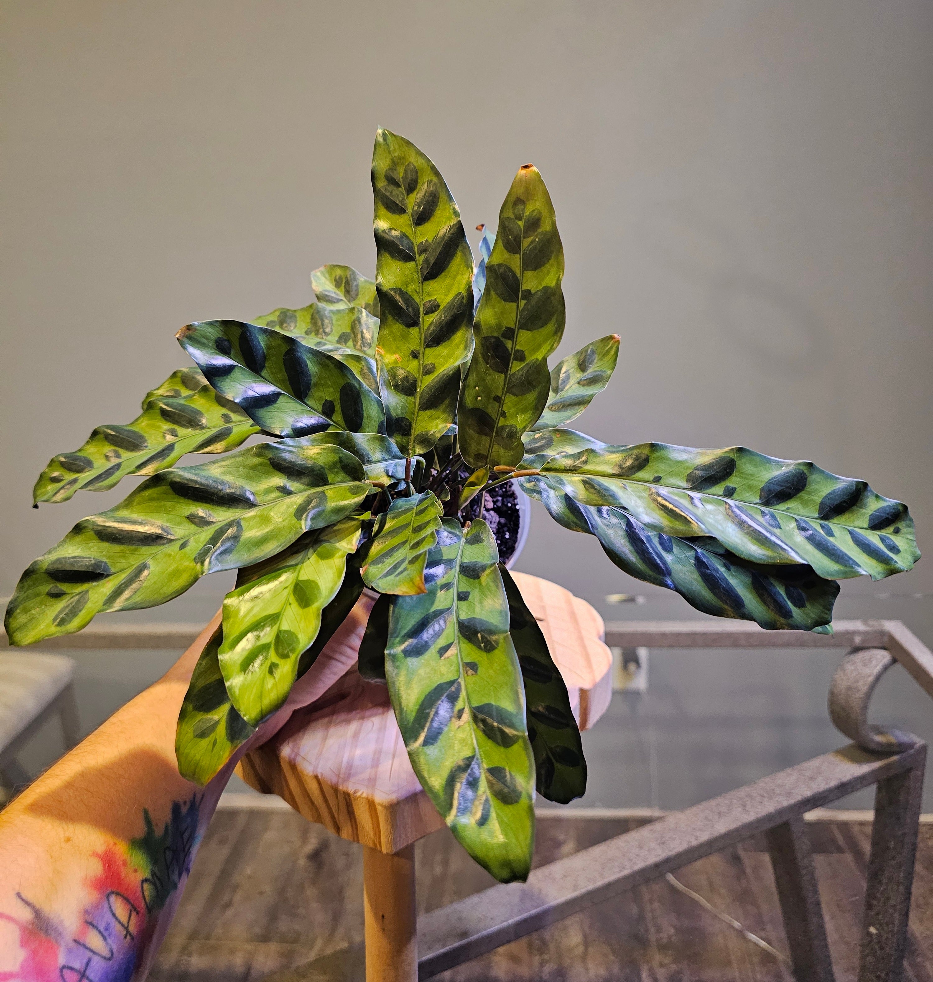 Calathea Rattlesnake