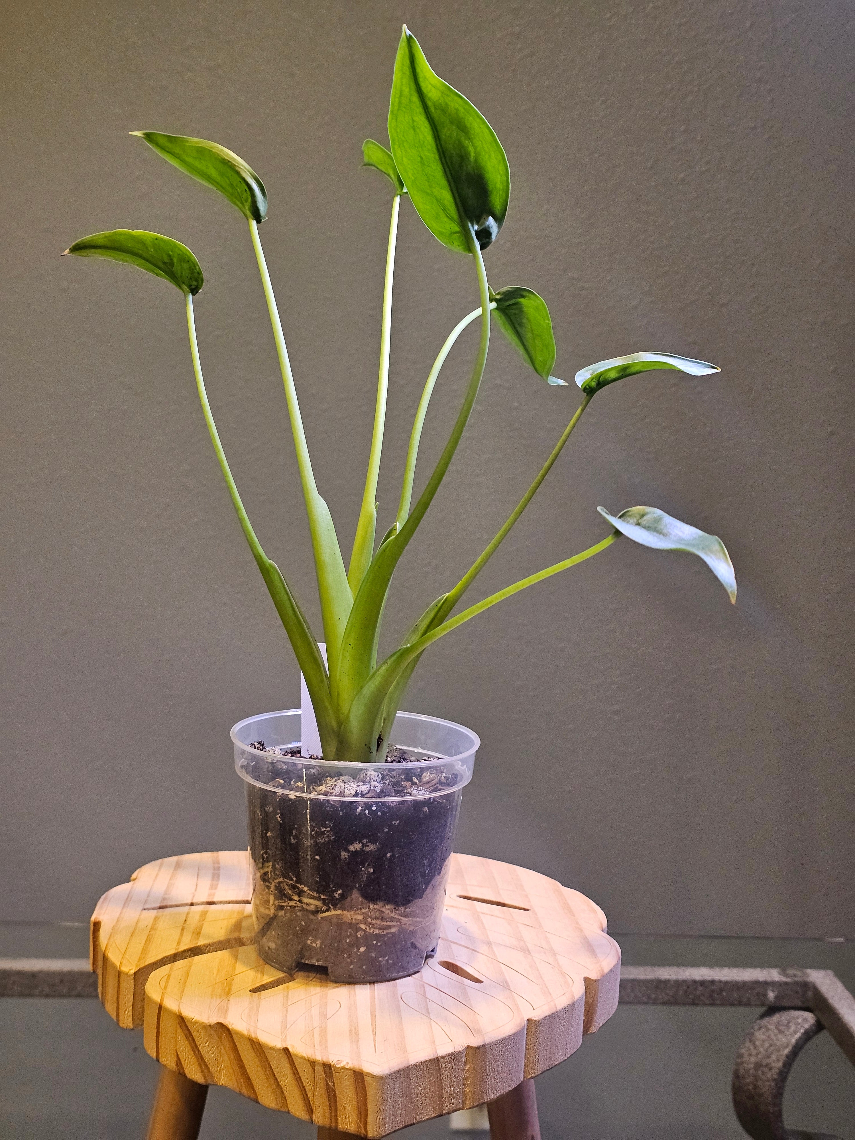 Alocasia Tiny Dancer