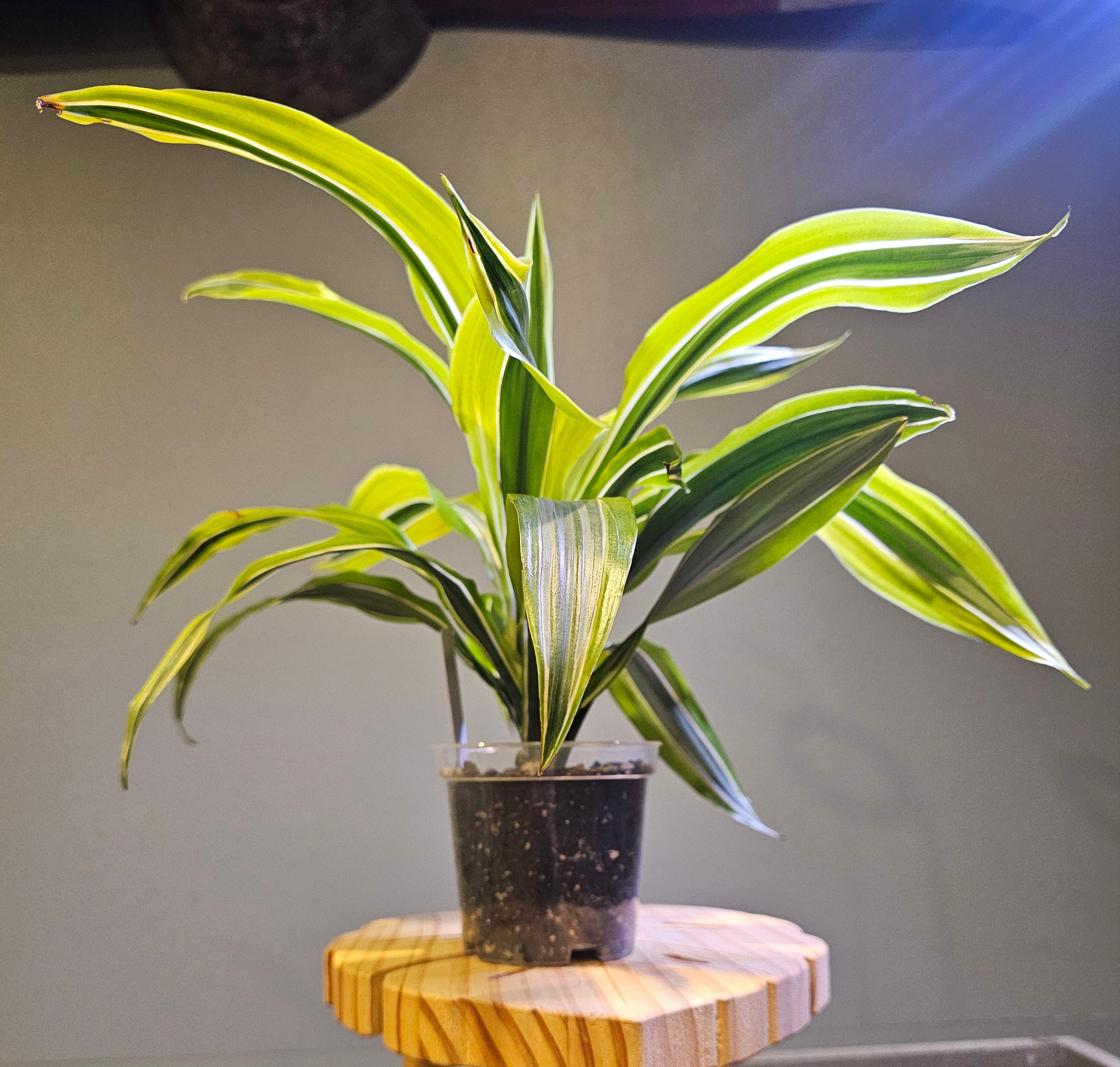 Dracaena Lemon Lime