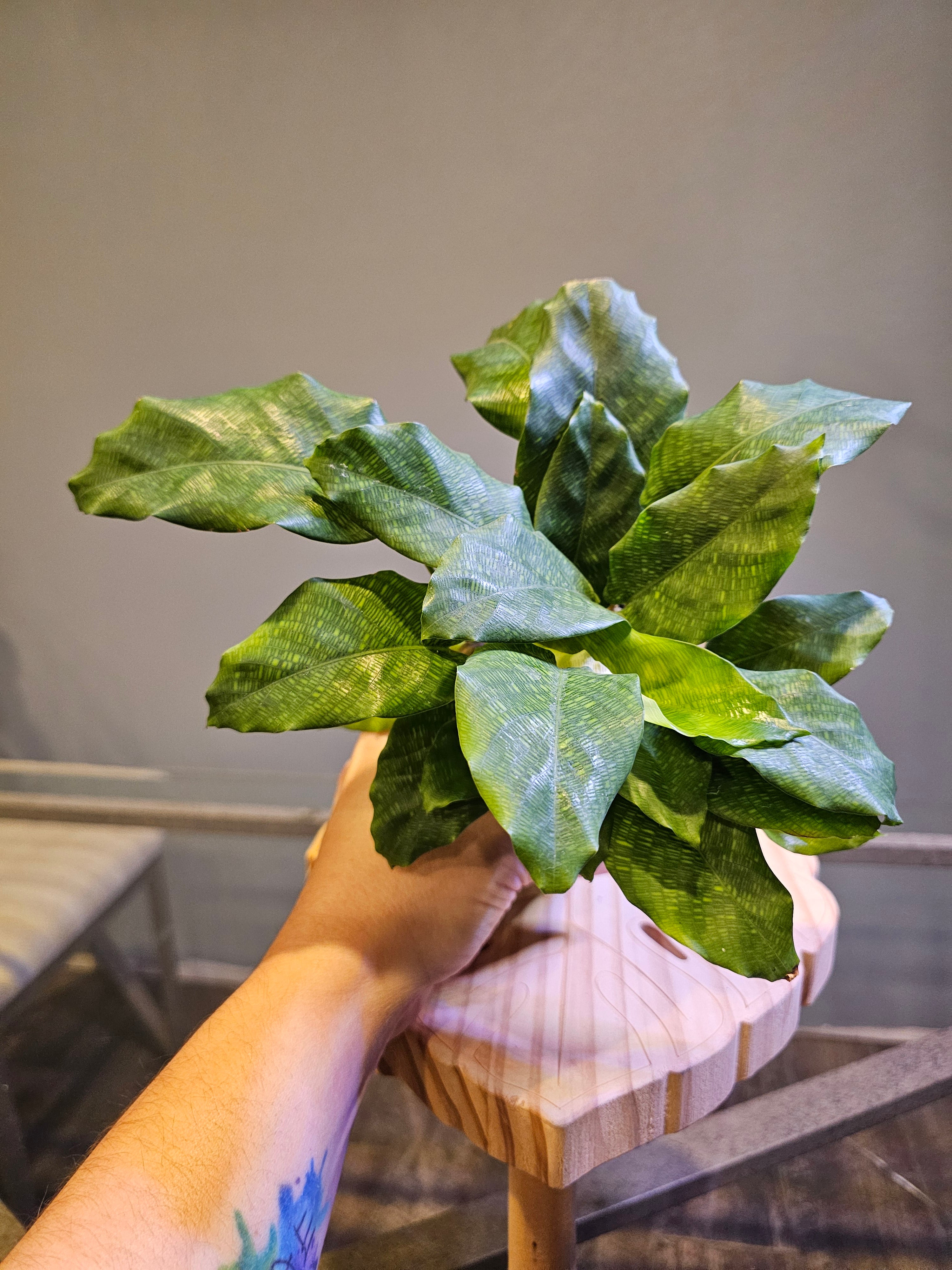 Calathea Musaica