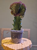 Red Mermaid Tail Cactus