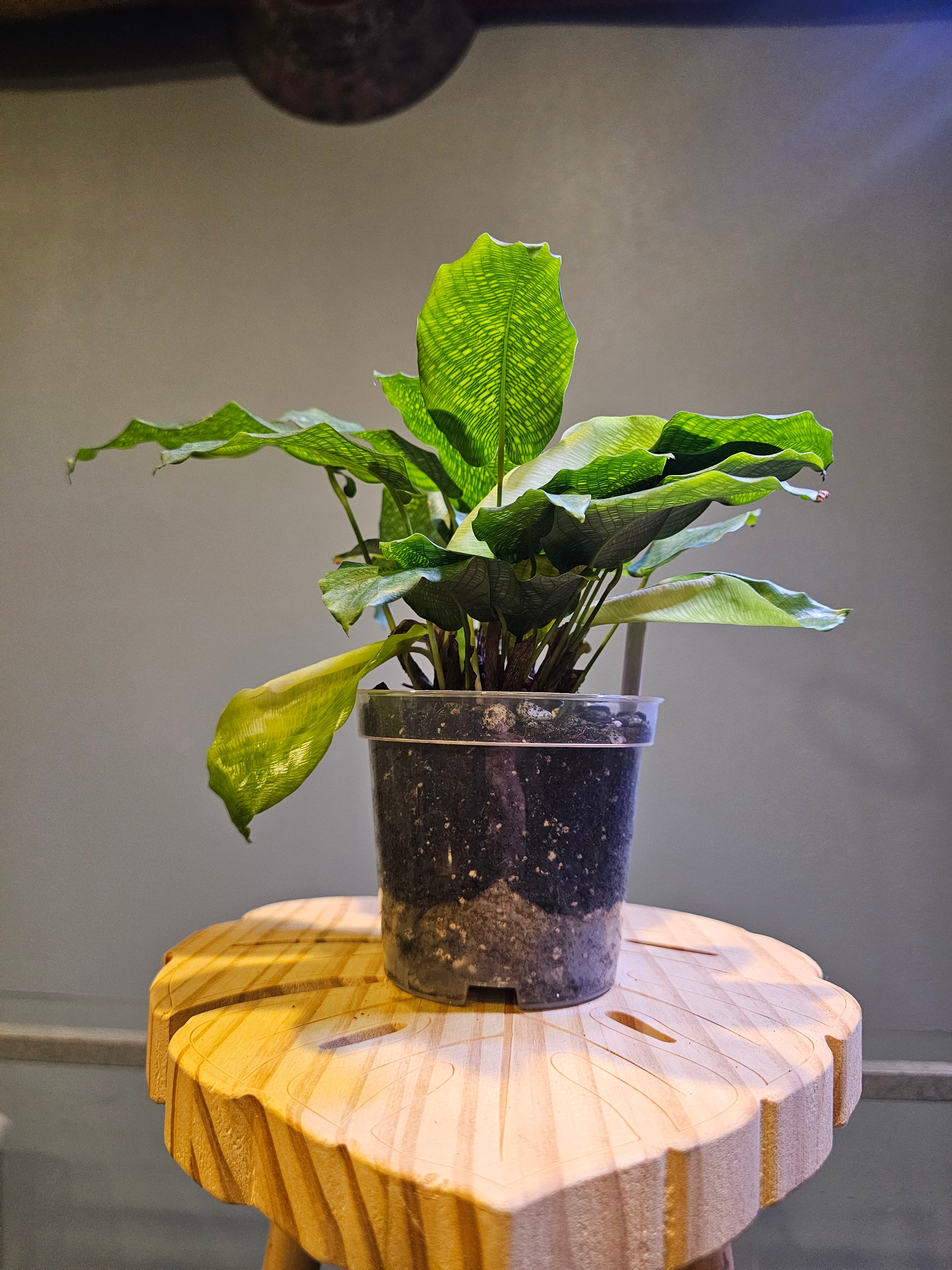 Calathea Musaica
