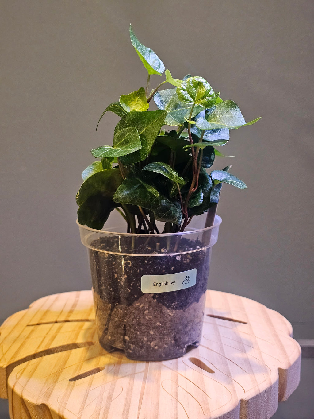 English Ivy - Hedera Helix