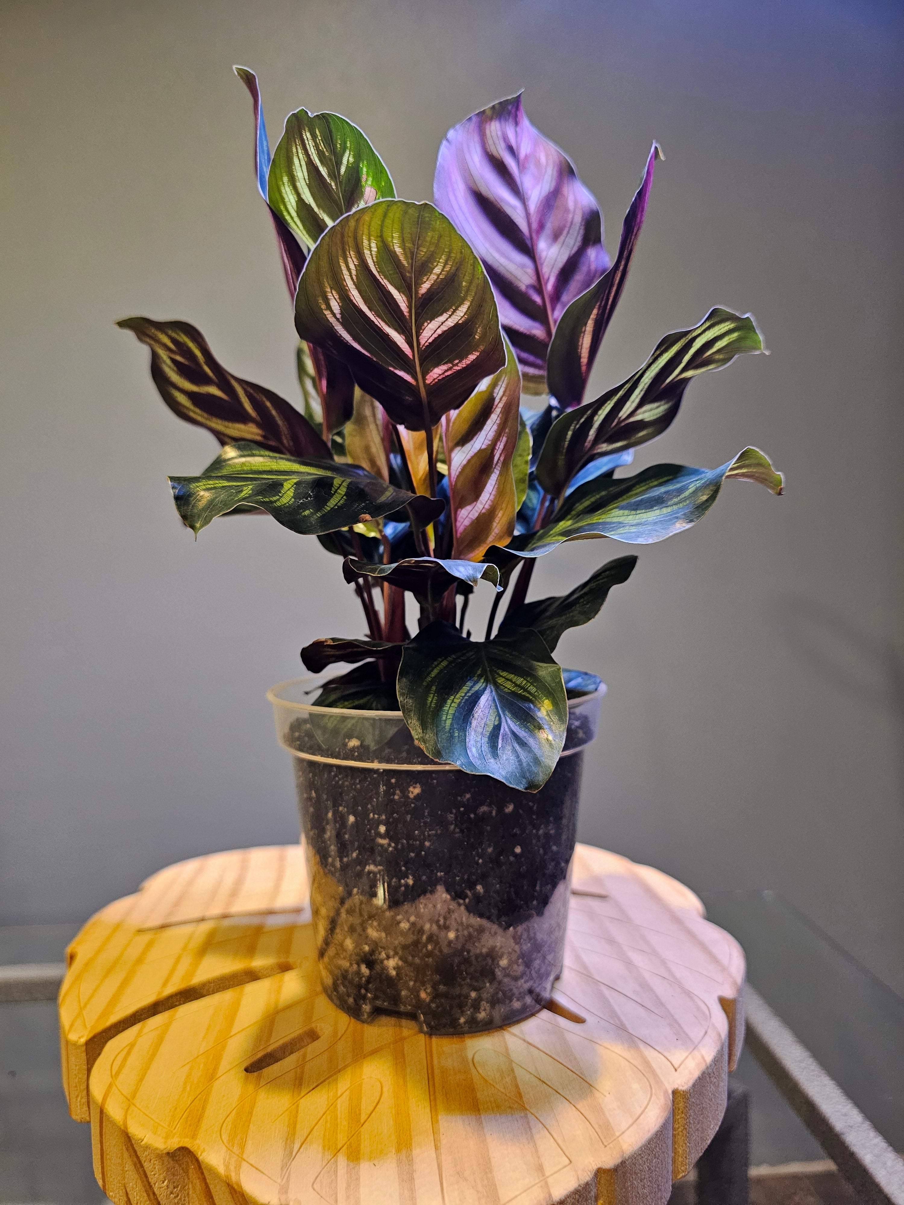 Calathea Peacock