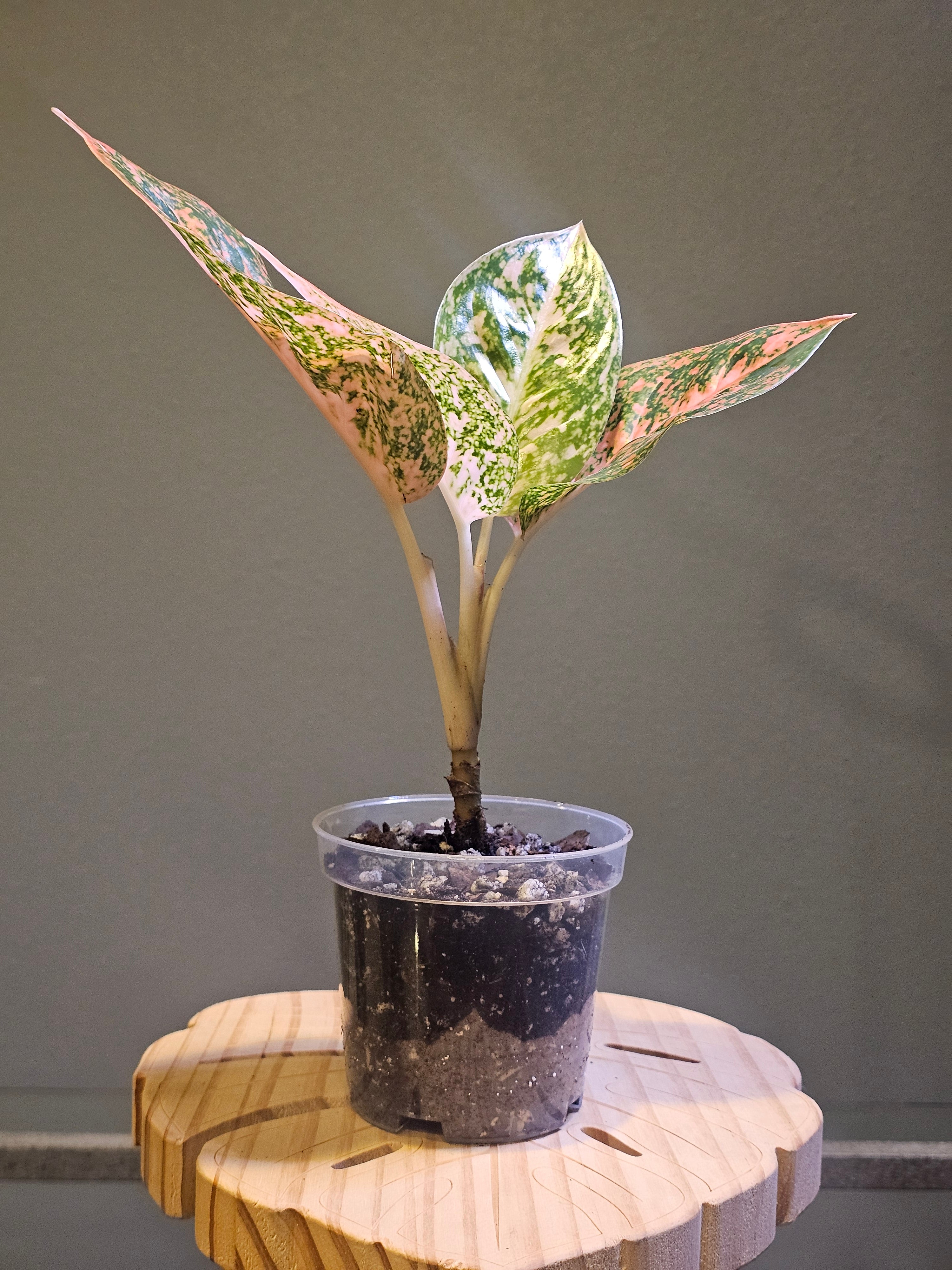 Aglaonema Orange Stardust - Chinese Evergreen