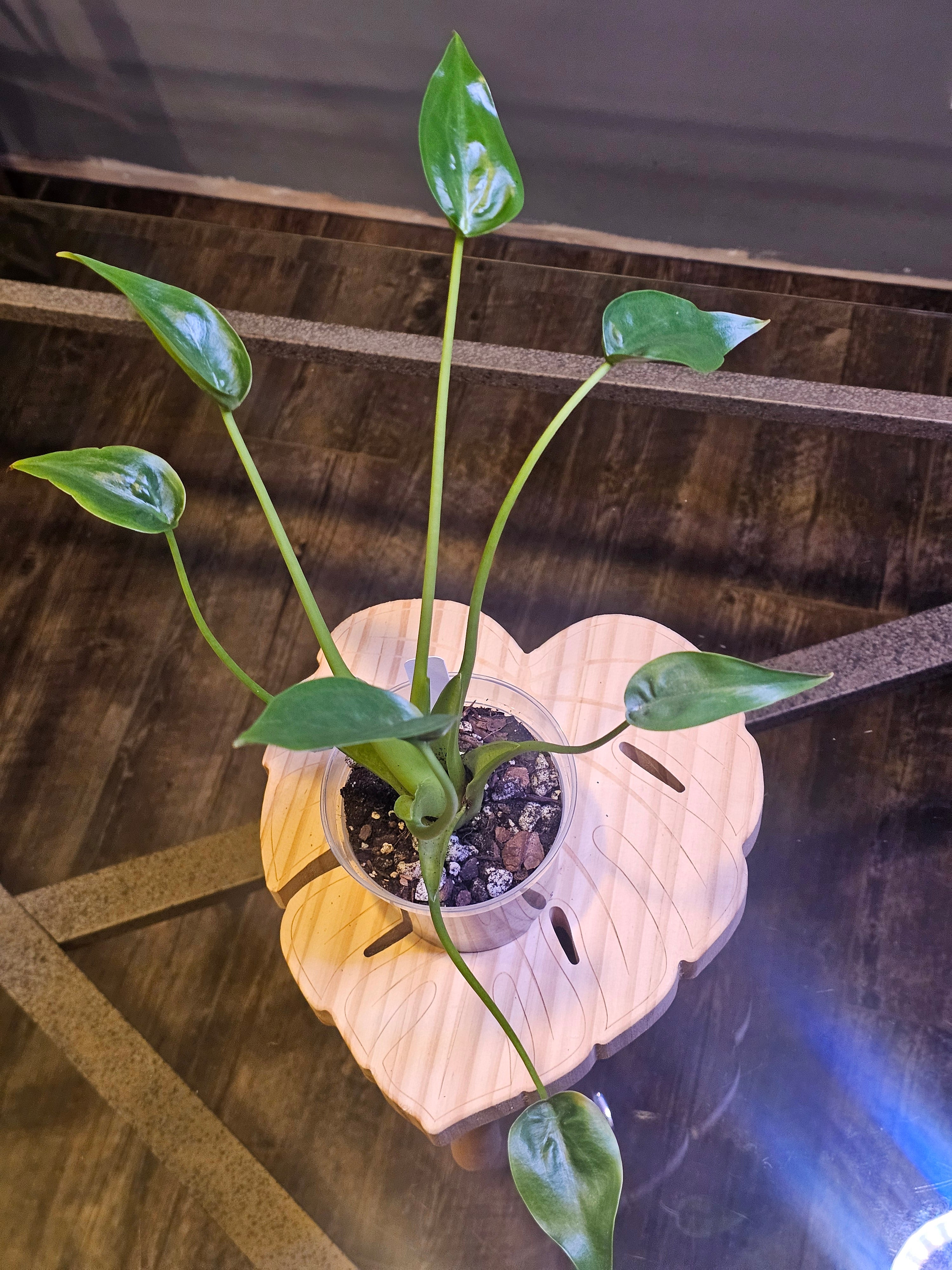 Alocasia Tiny Dancer