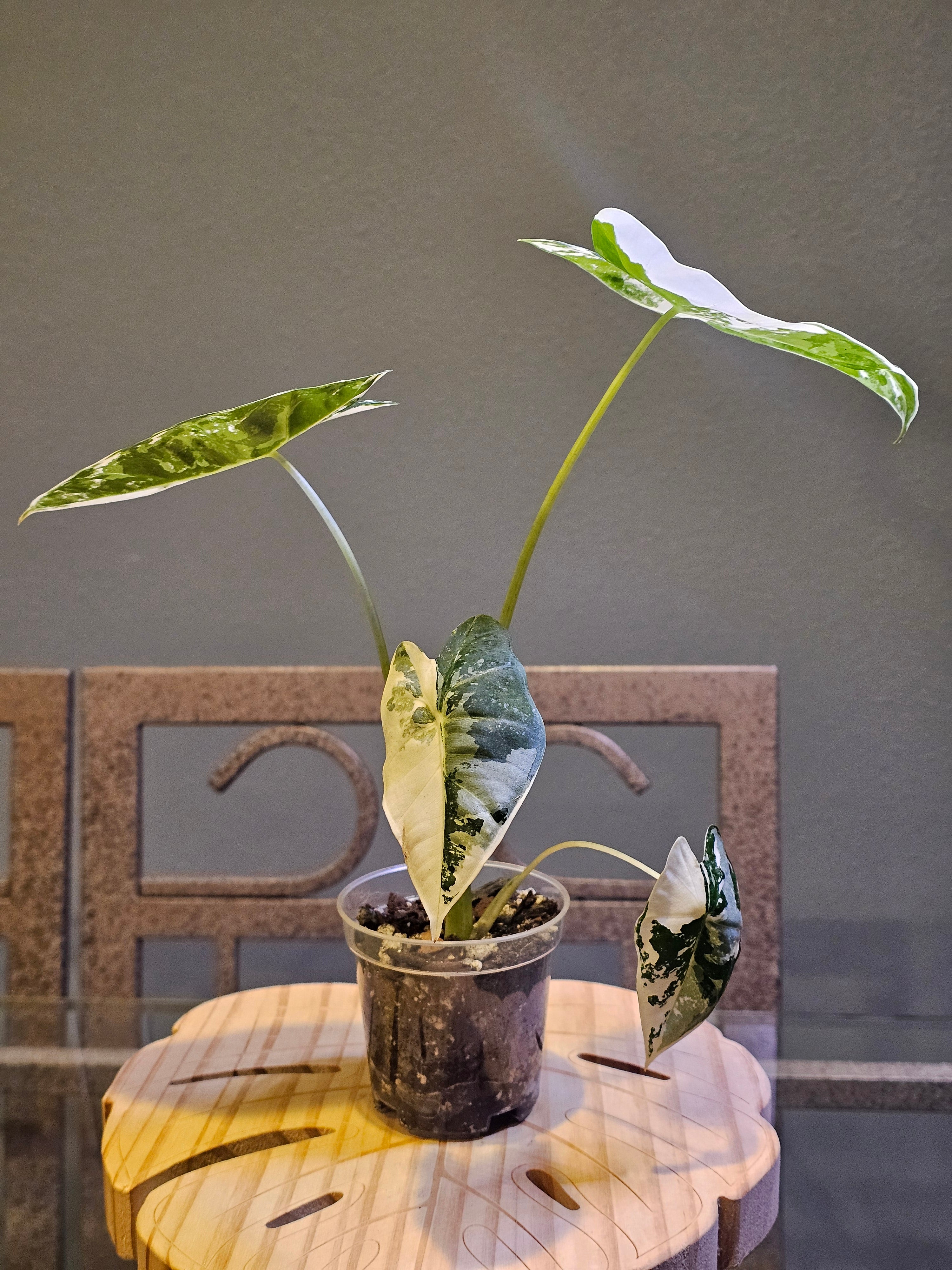 Alocasia Frydek Variegated (Variegated Green Velvet)