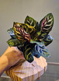 Calathea Peacock