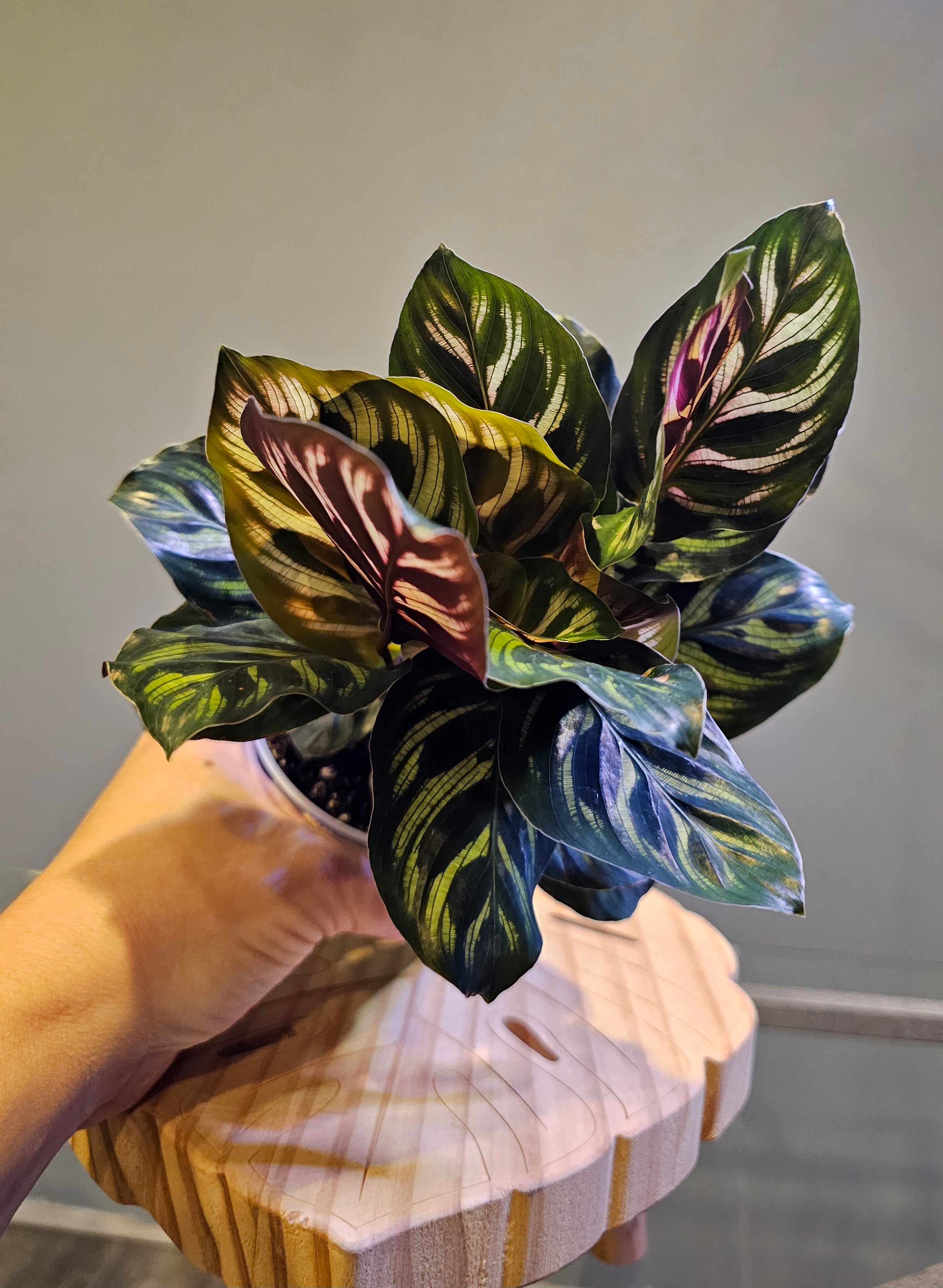 Calathea Peacock
