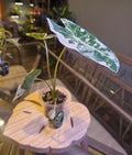Alocasia Frydek Variegated (Variegated Green Velvet)