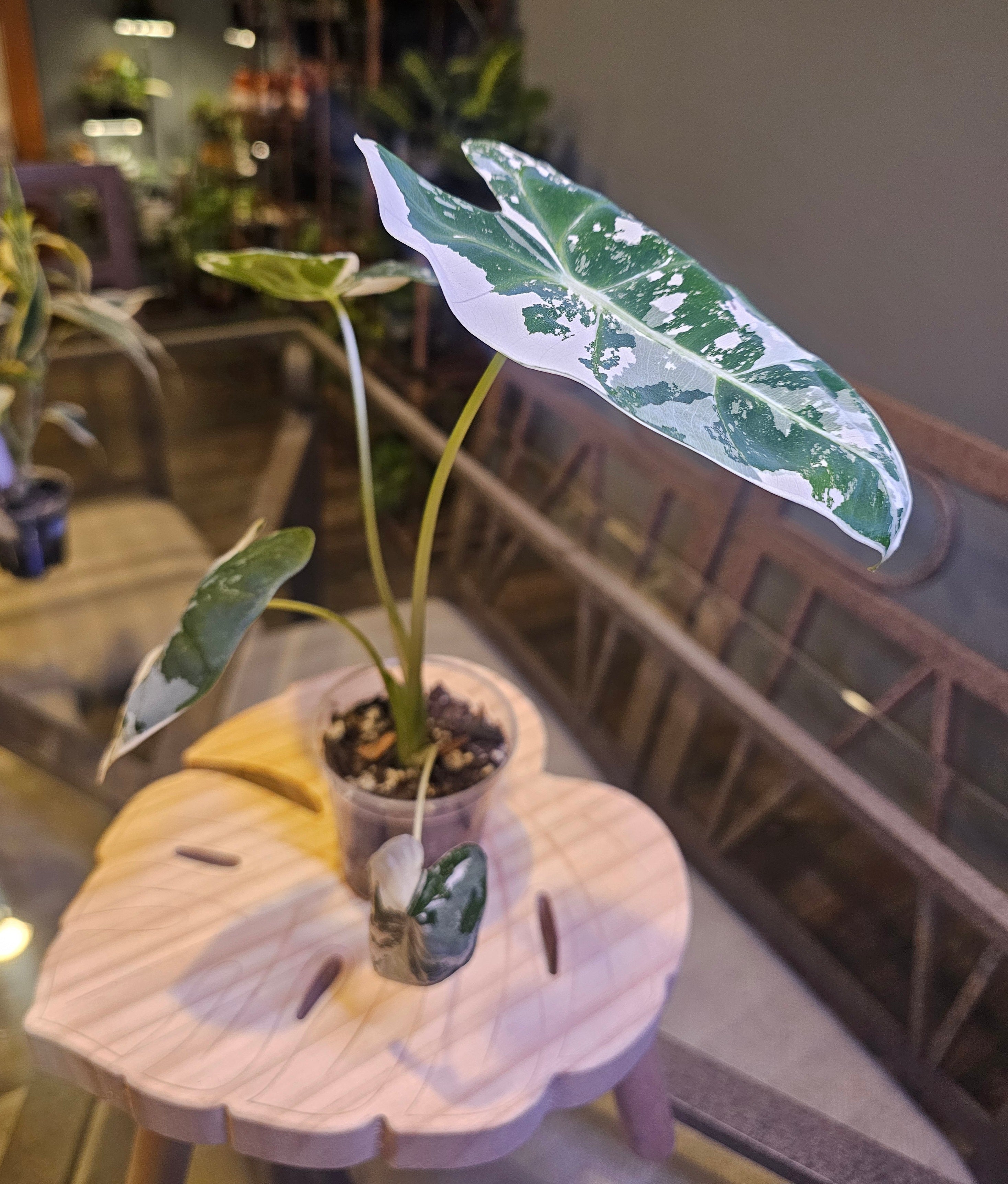Alocasia Frydek Variegated (Variegated Green Velvet)