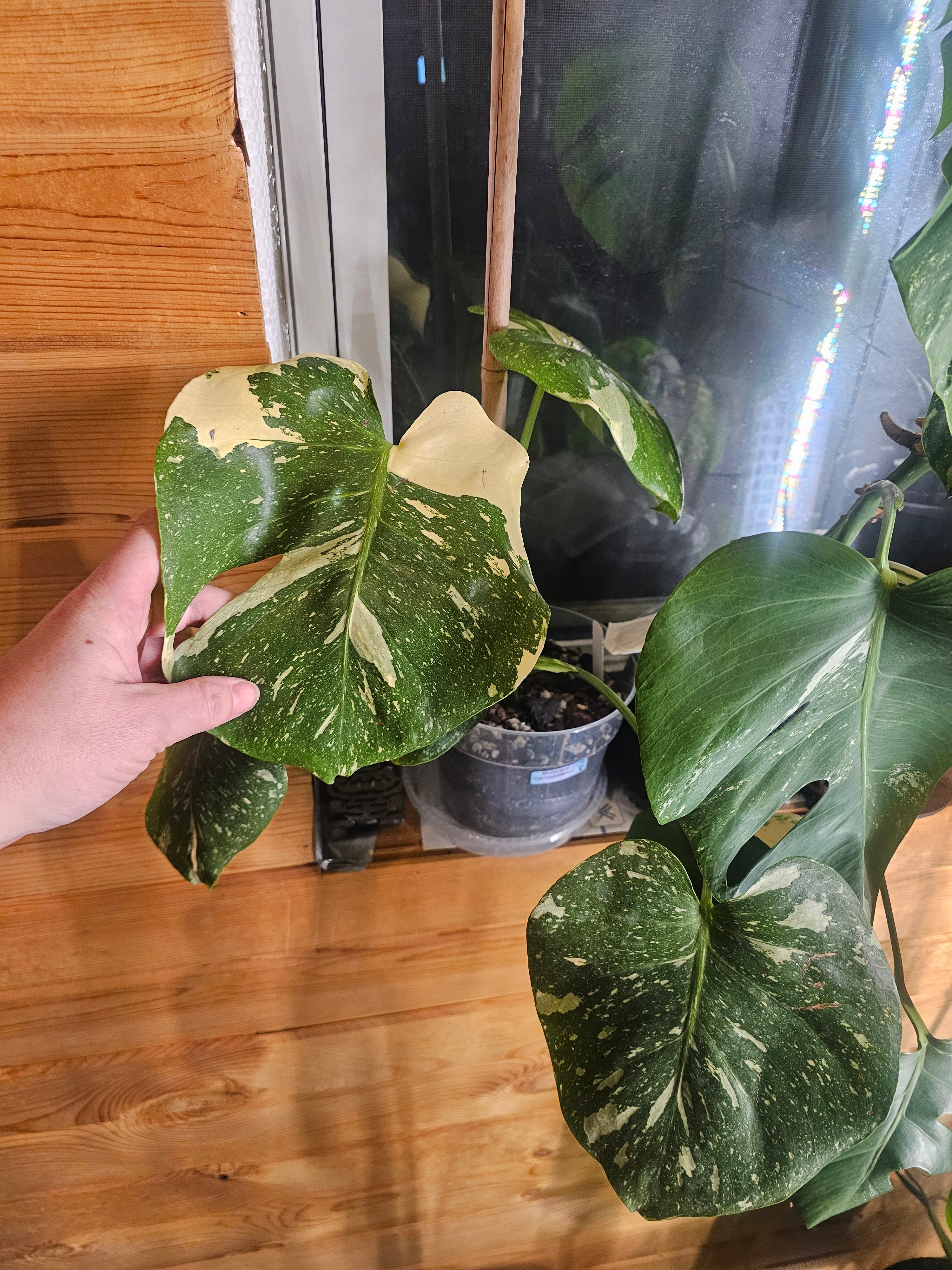 Monstera Thai Constellation - Rare Variegated Houseplant