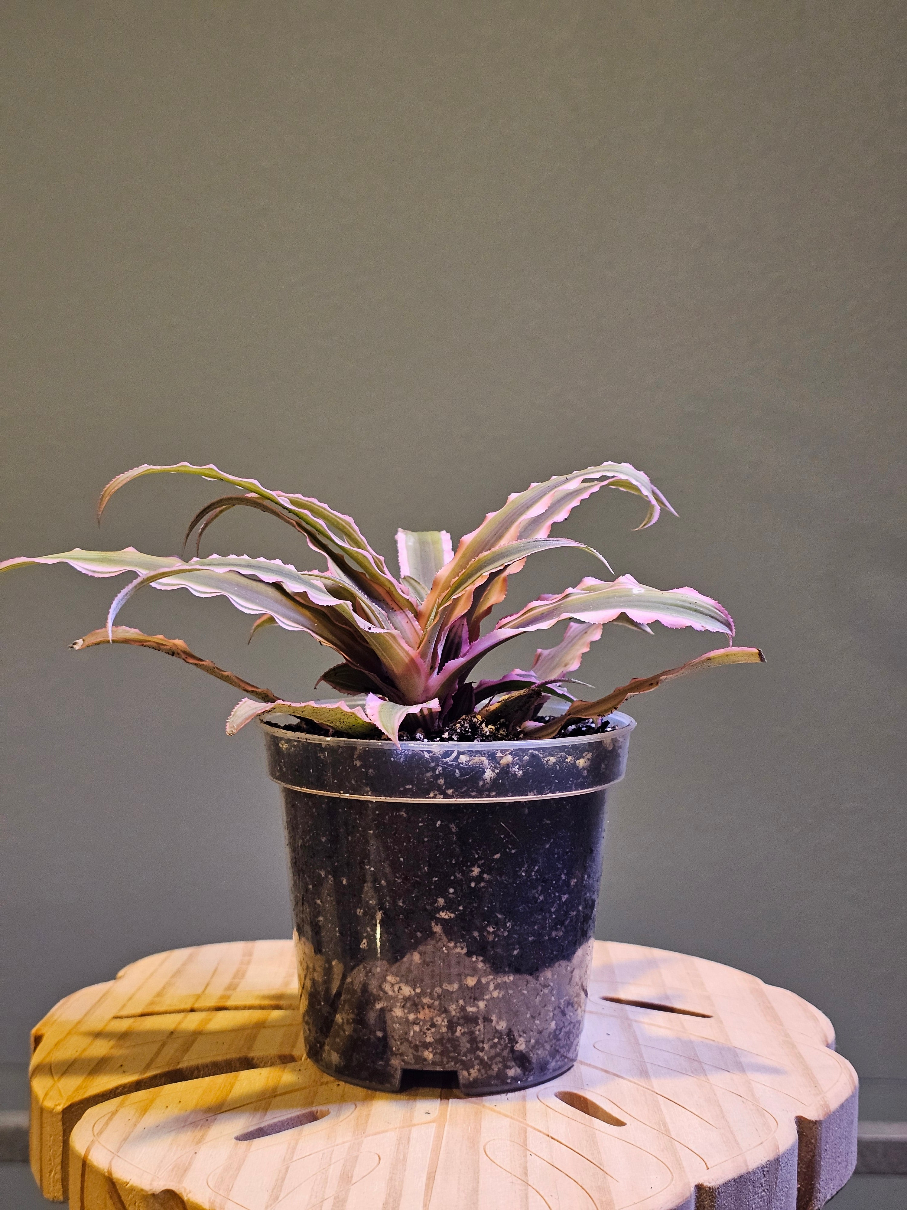 Cryptanthus Pink Earth Star