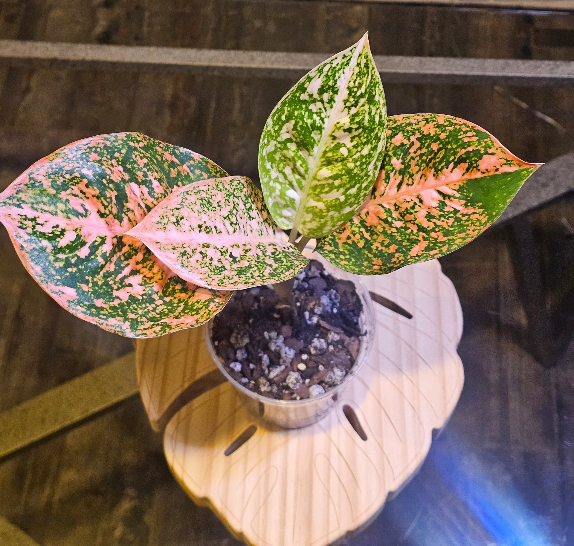 starking aglaonema Aglaonema Orange Stardust