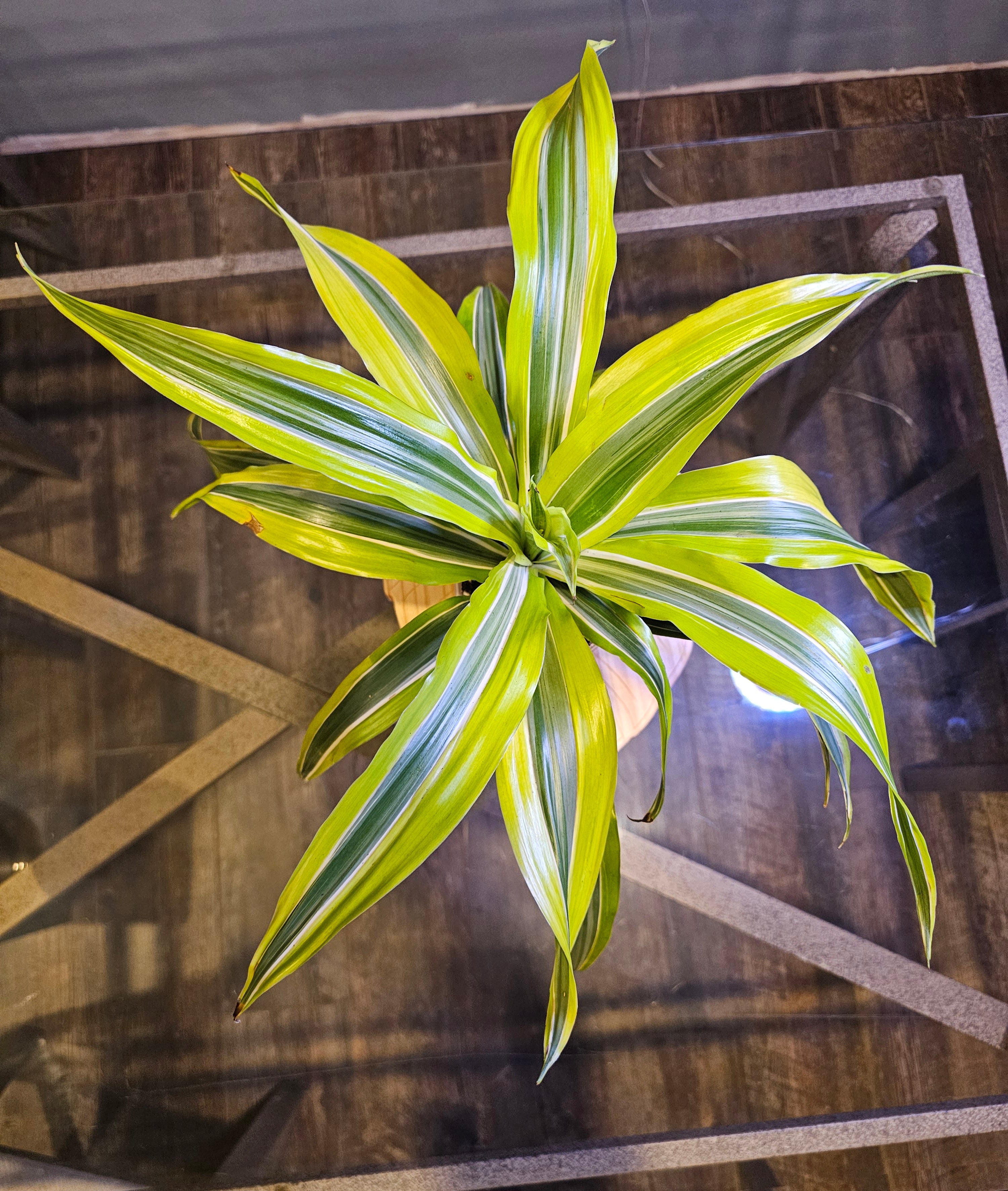 Dracaena Lemon Lime