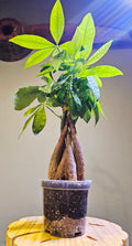 Pachira Braided Money Tree