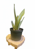 Snake plant on wooden stand with clean background