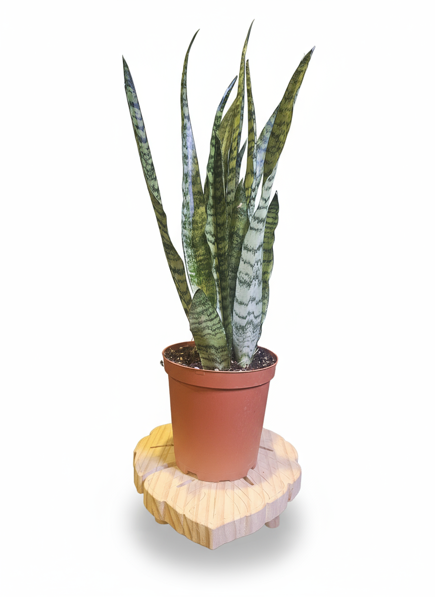 Snake plant with background removed