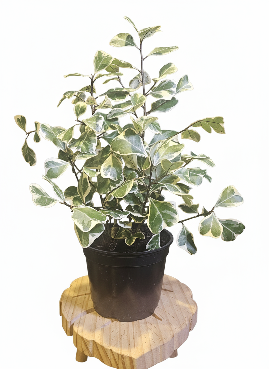 Variegated plant on wooden stand with background removed